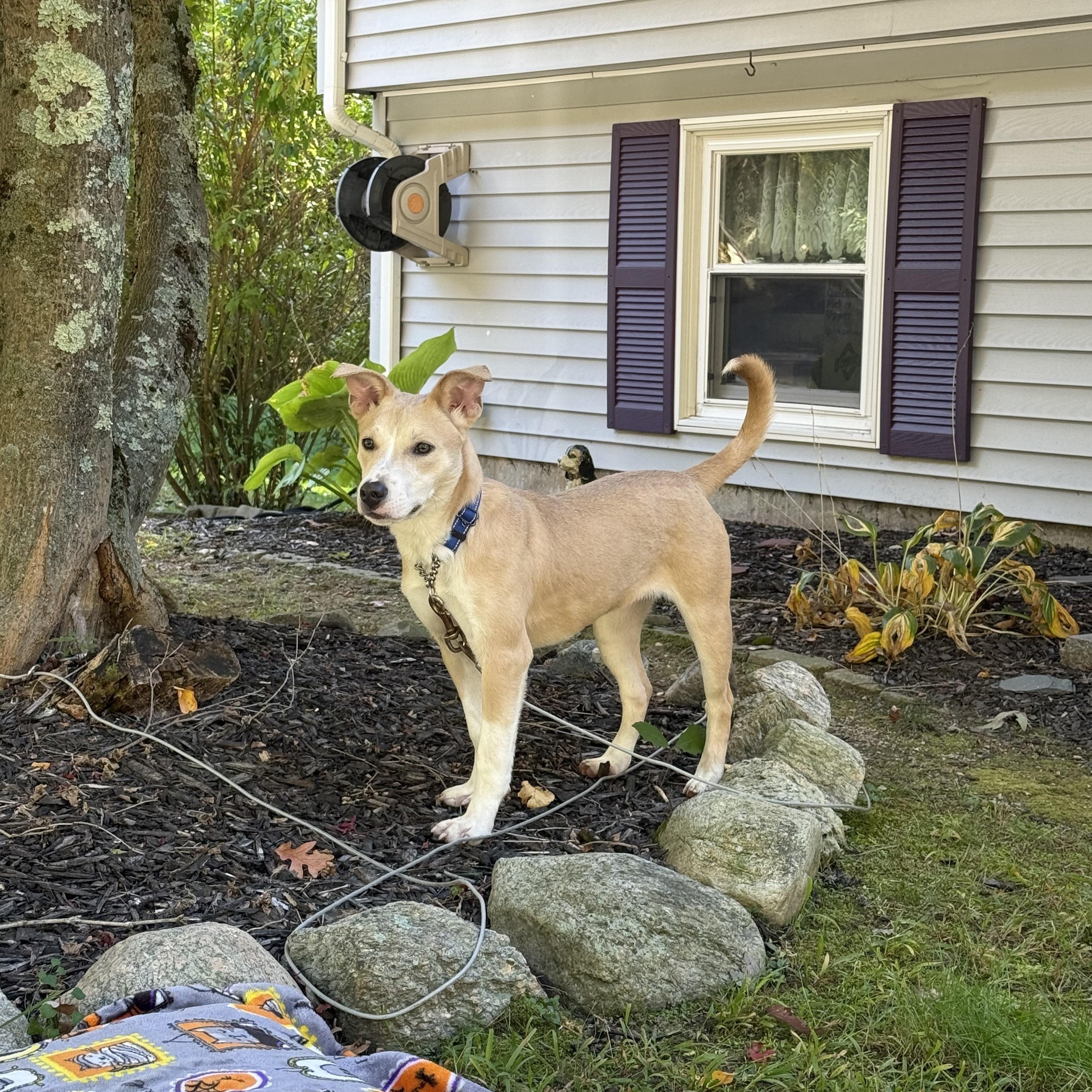 Enlarge Queso, a Adoptable mixed breed in Douglas, MA image 1/6