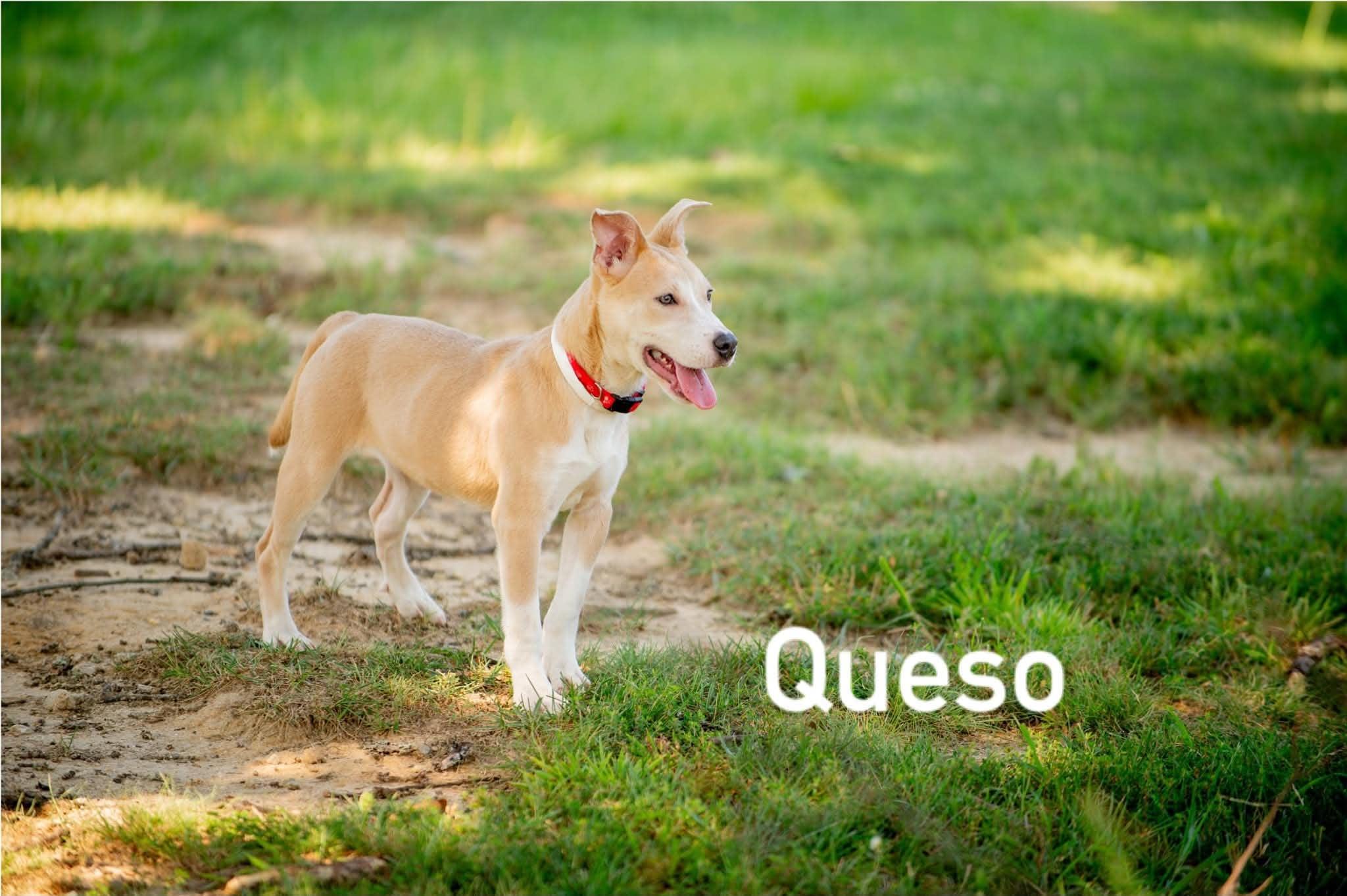 Enlarge Queso, a ADOPTABLE mixed breed in Douglas, MA image 3/5