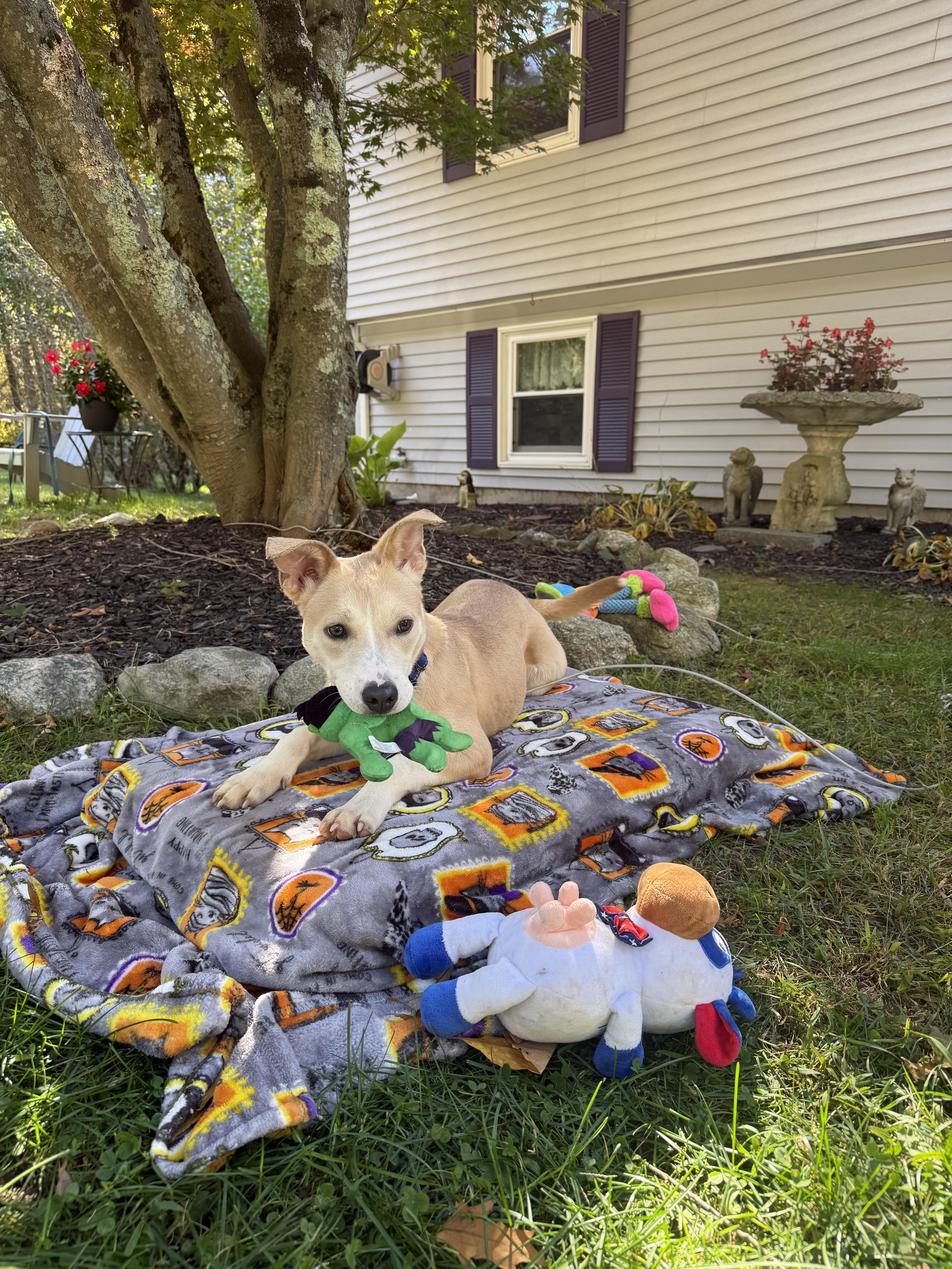 Enlarge Queso, a Adoptable mixed breed in Douglas, MA image 6/6