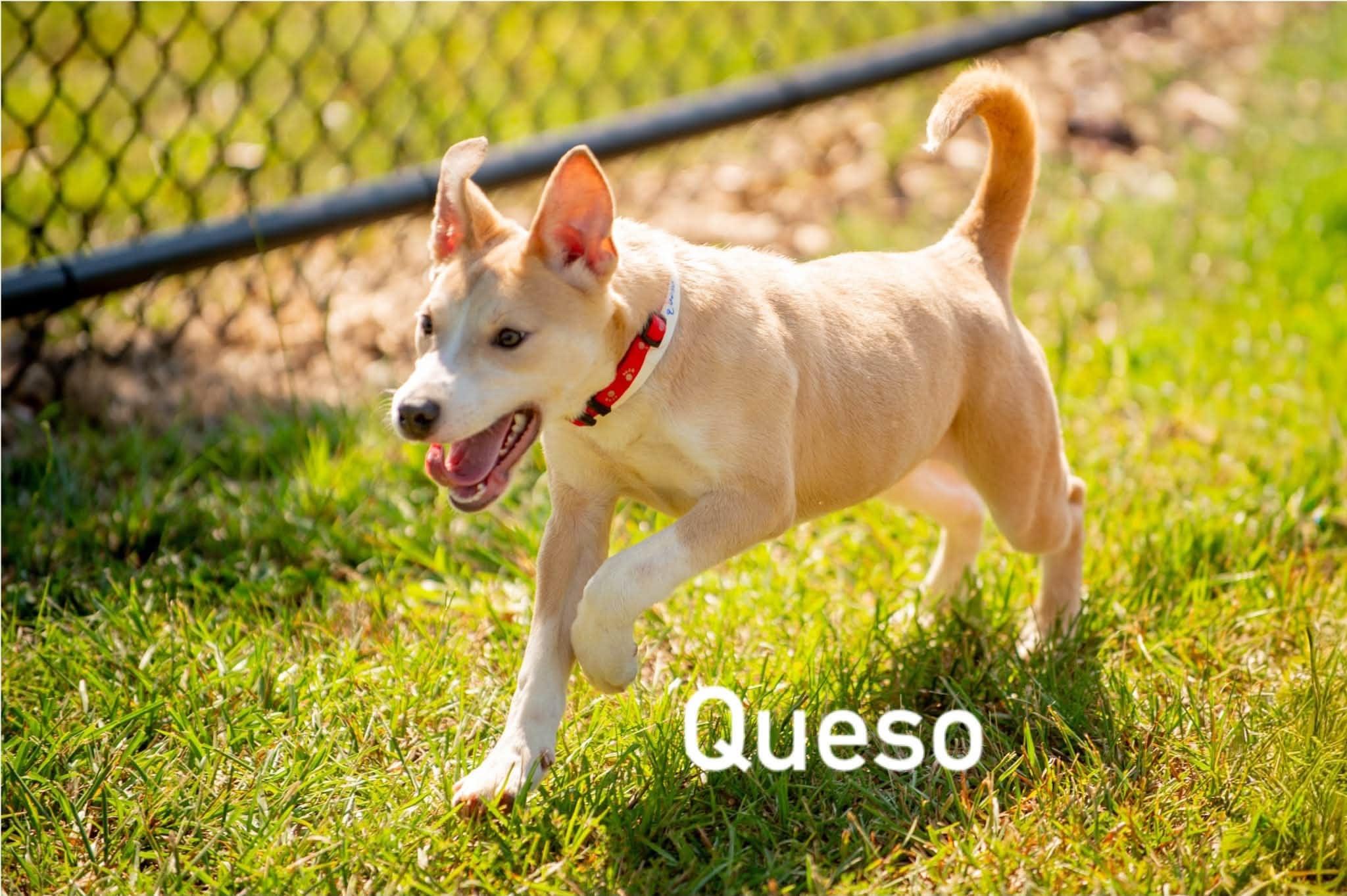 Enlarge Queso, a ADOPTABLE mixed breed in Douglas, MA image 5/5