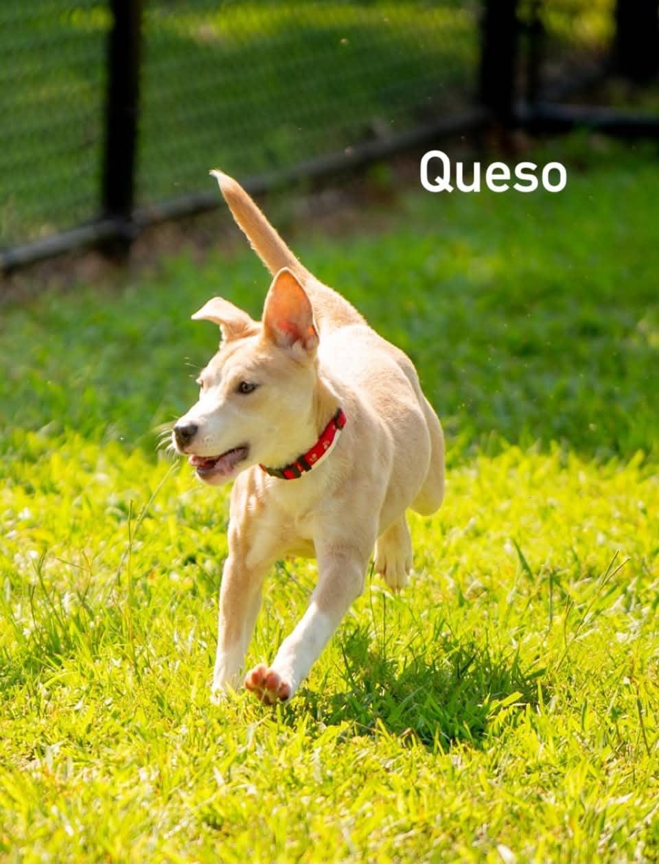 Queso, ADOPTABLE, Puppy Female Carolina Dog.