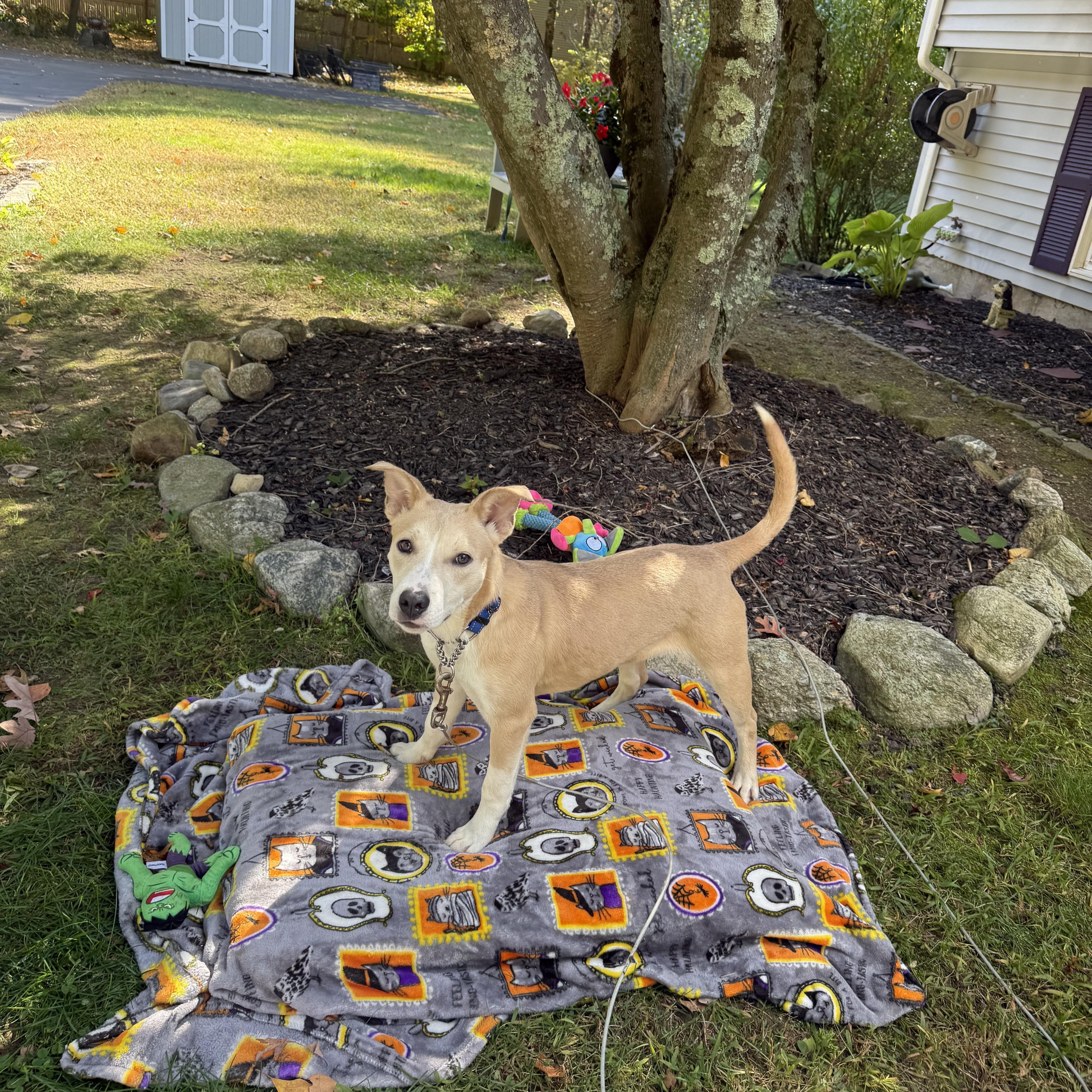 Enlarge Queso, a Adoptable mixed breed in Douglas, MA image 4/6