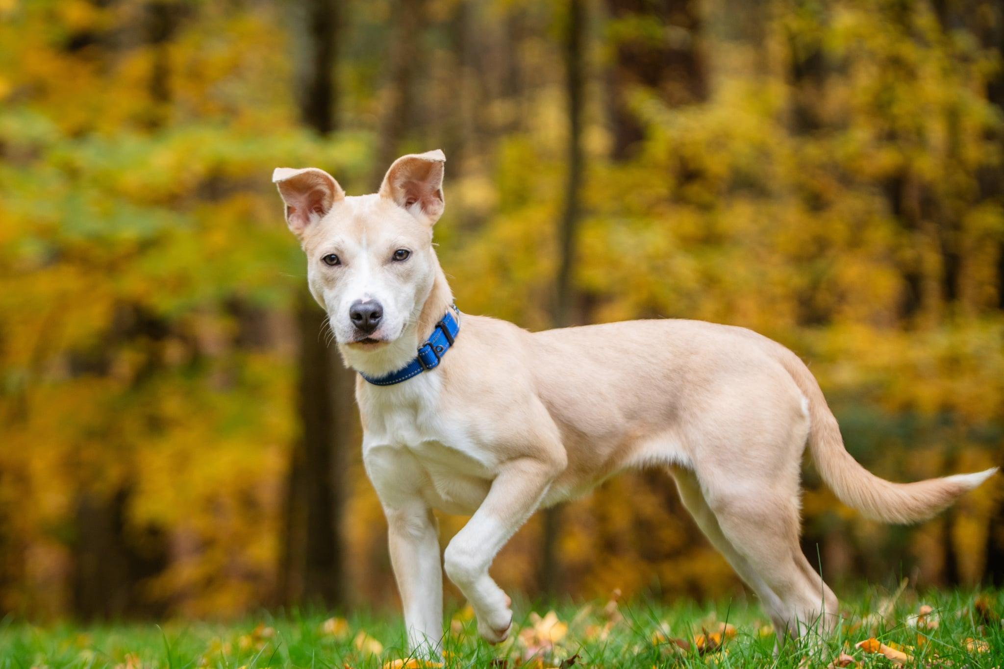 Queso, Adoptable, Puppy Female Carolina Dog.