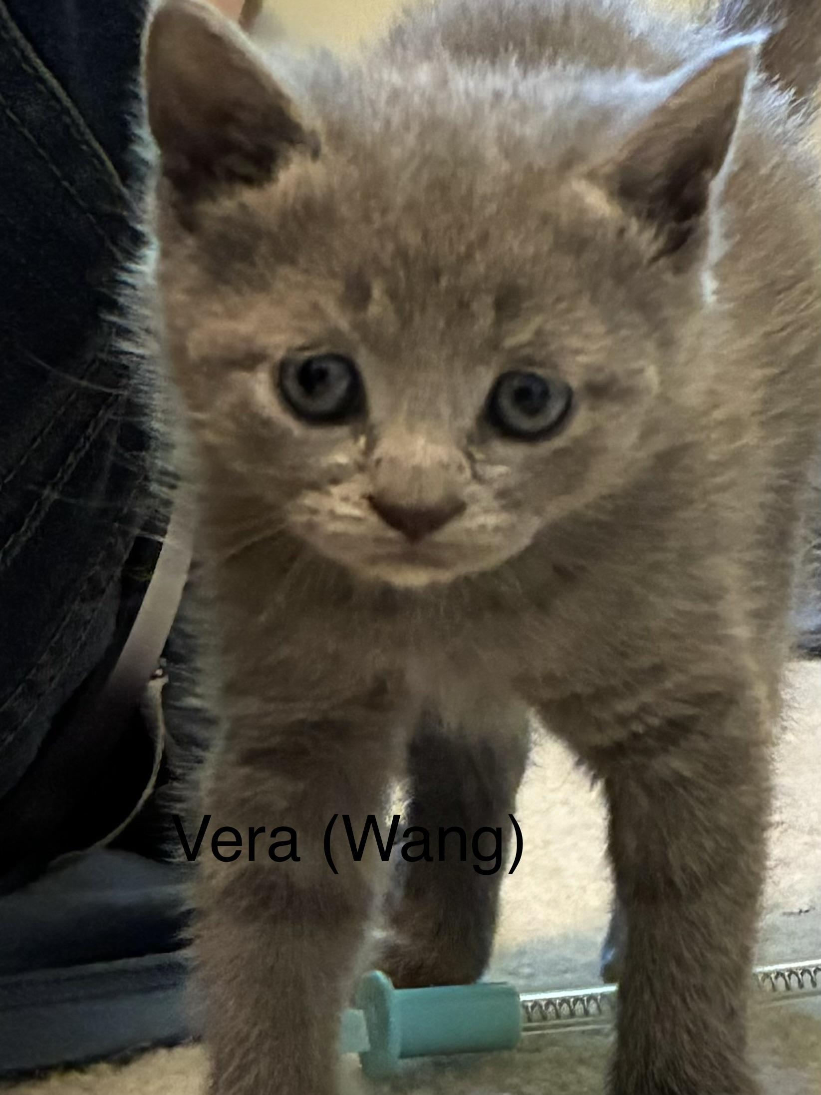 Vera(Wang), ADOPTABLE, Kitten Female Domestic Short Hair.