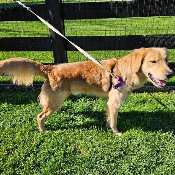 Louie Real #7472, Adopted, Puppy Male Golden Retriever.