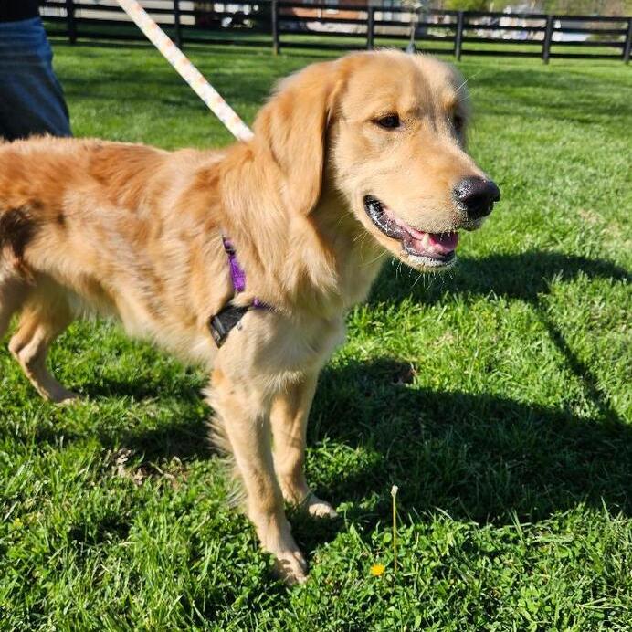 Enlarge Louie Real #7472, a Adopted Golden Retriever in Louisville, KY image 2/3