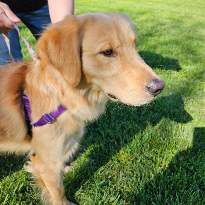 Enlarge Louie Real #7472, a Adopted Golden Retriever in Louisville, KY image 3/3