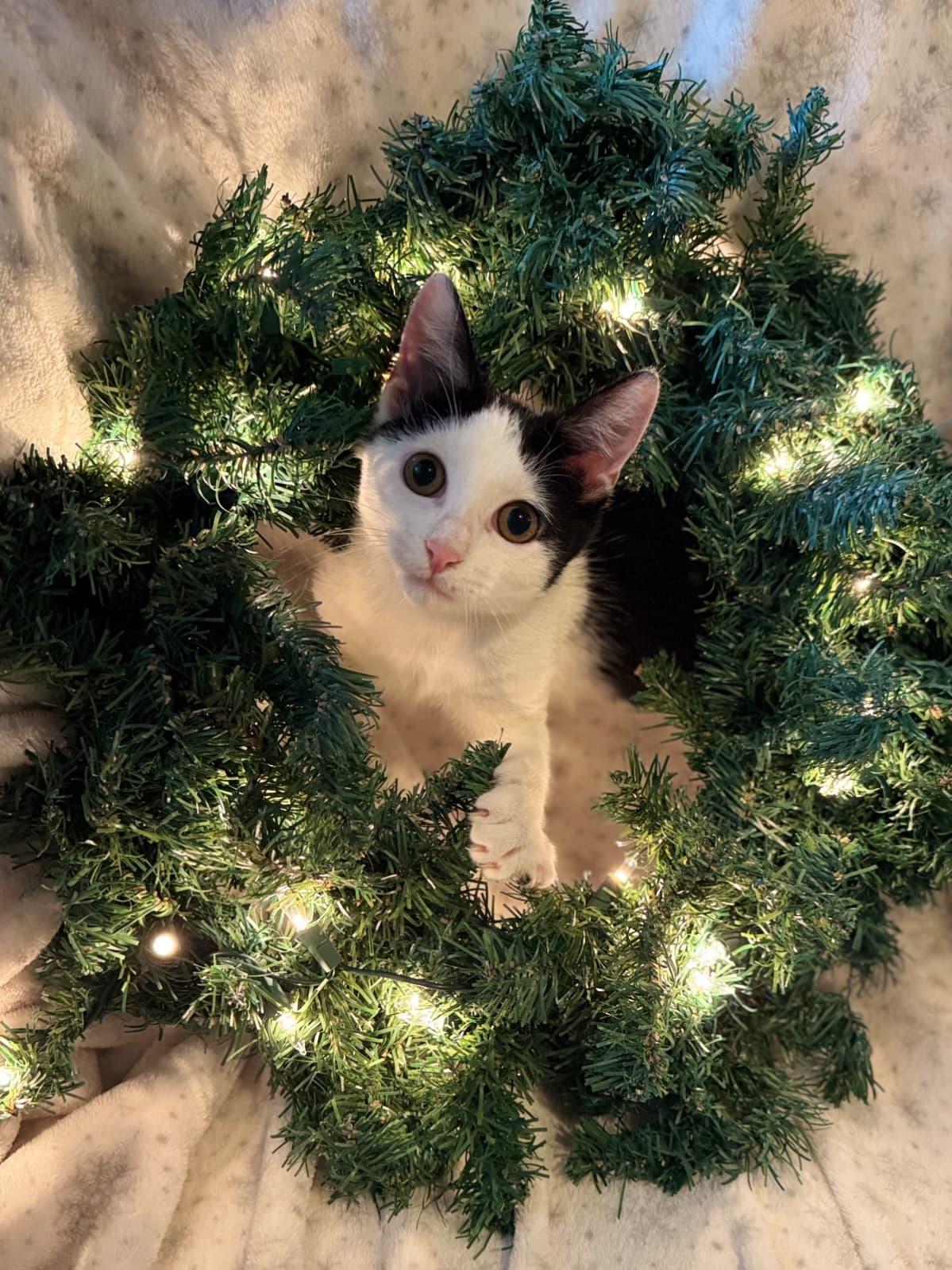 Enlarge Shavasana, a Adoptable Domestic Short Hair in Melbourne , FL image 1/4