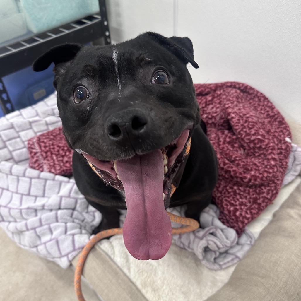 Enlarge Ollie, a Adoptable Pit Bull Terrier in Canton, IL image 1/6