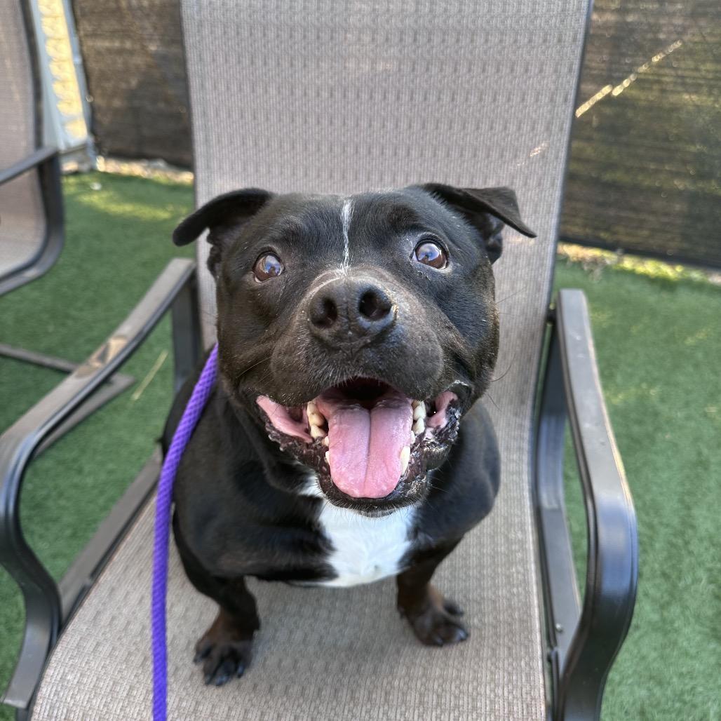 Enlarge Ollie, a Adoptable Pit Bull Terrier in Canton, IL image 2/6