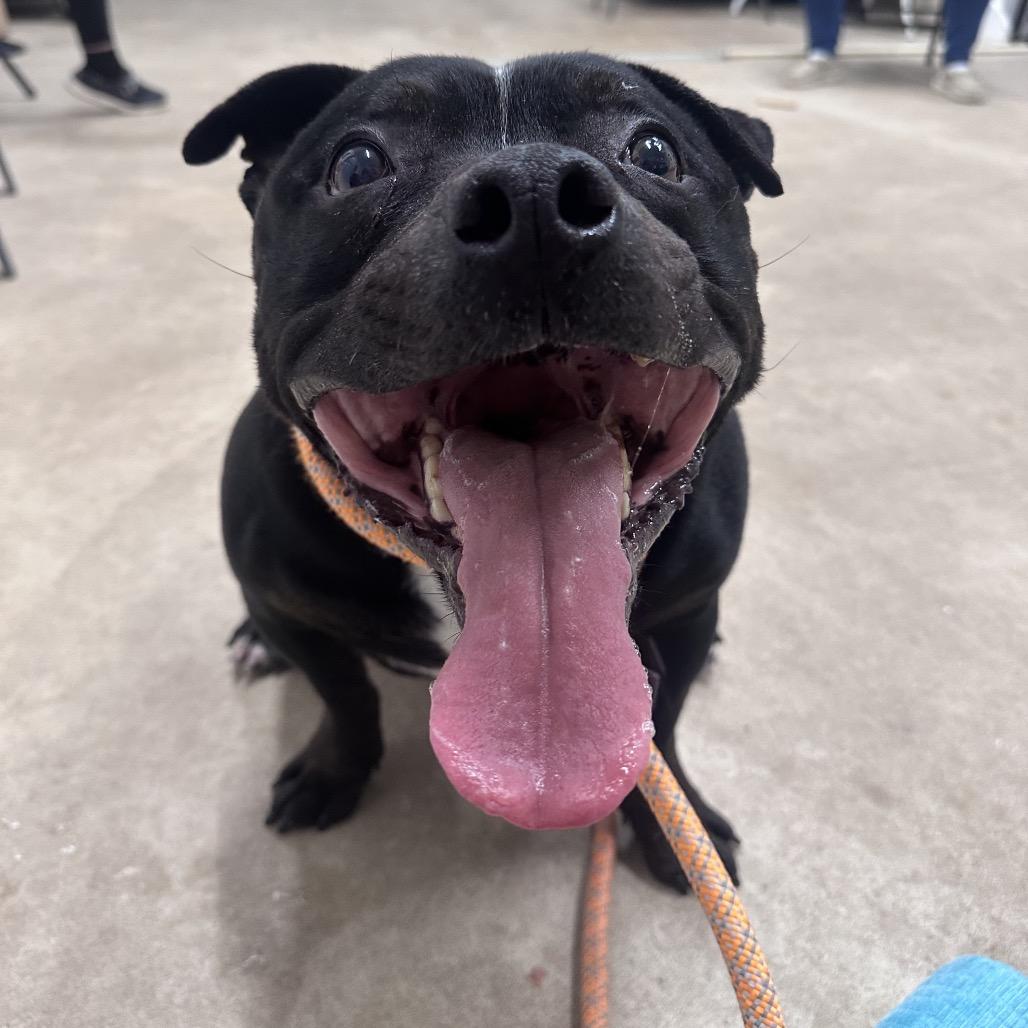 Enlarge Ollie, a Adoptable Pit Bull Terrier in Canton, IL image 2/6
