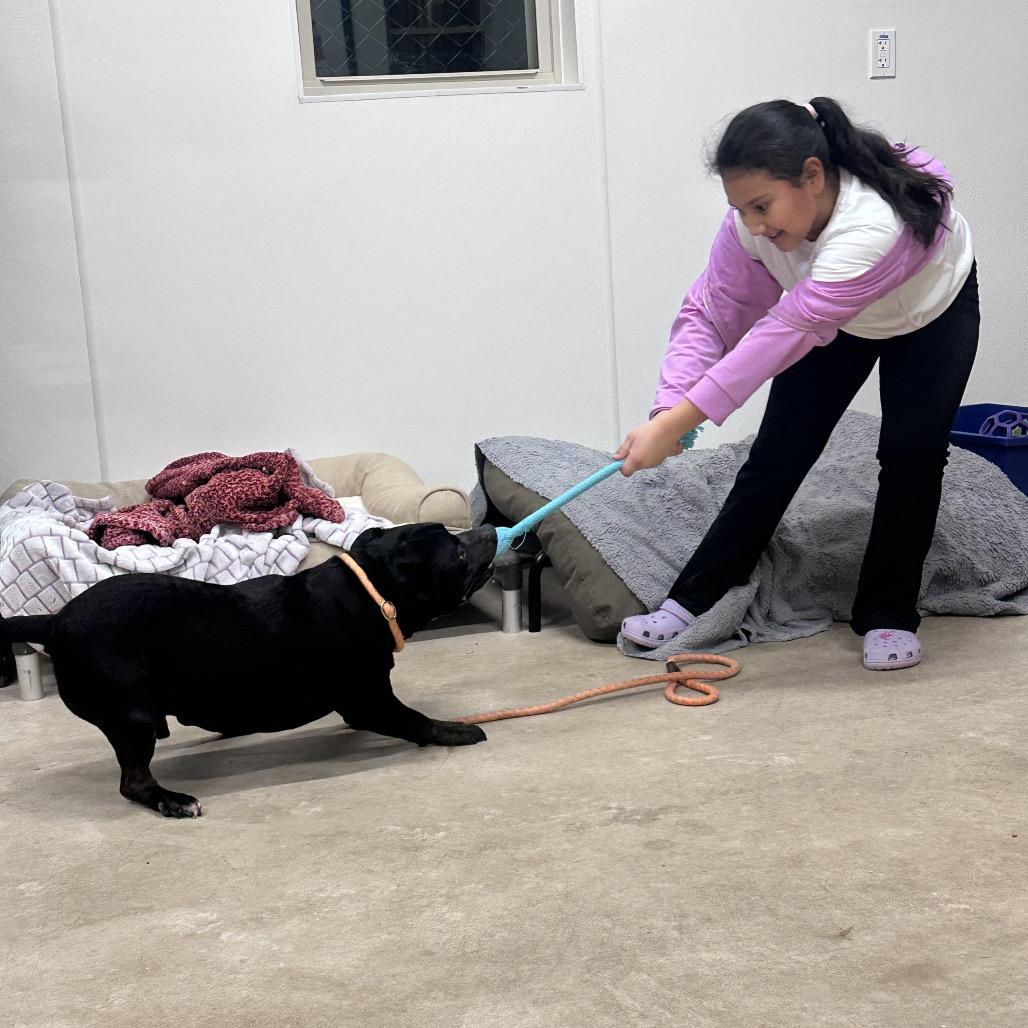 Enlarge Ollie, a Adoptable Pit Bull Terrier in Canton, IL image 3/6