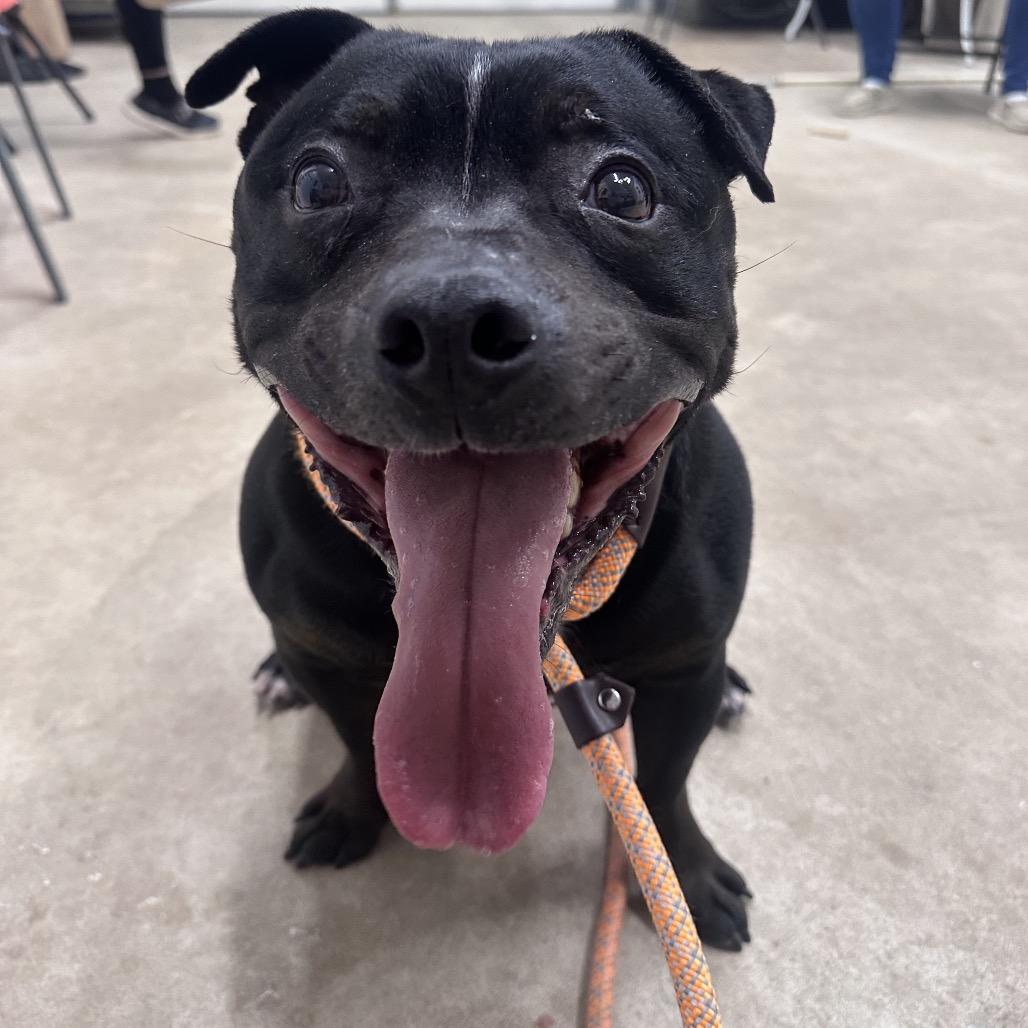 Enlarge Ollie, a Adoptable Pit Bull Terrier in Canton, IL image 4/6