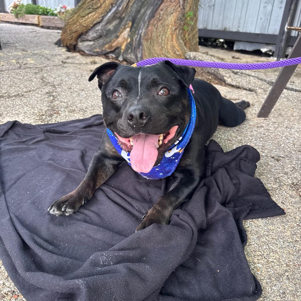 Ollie, a Adoptable Pit Bull Terrier in Canton, IL image 4/6