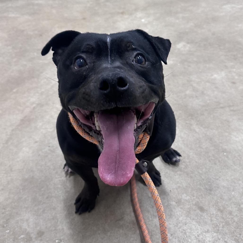 Enlarge Ollie, a Adoptable Pit Bull Terrier in Canton, IL image 5/6