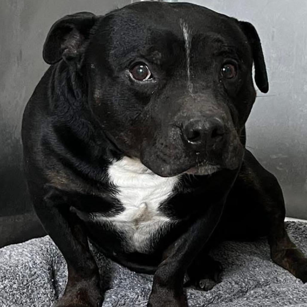 Enlarge Ollie, a Adoptable Pit Bull Terrier in Canton, IL image 6/6