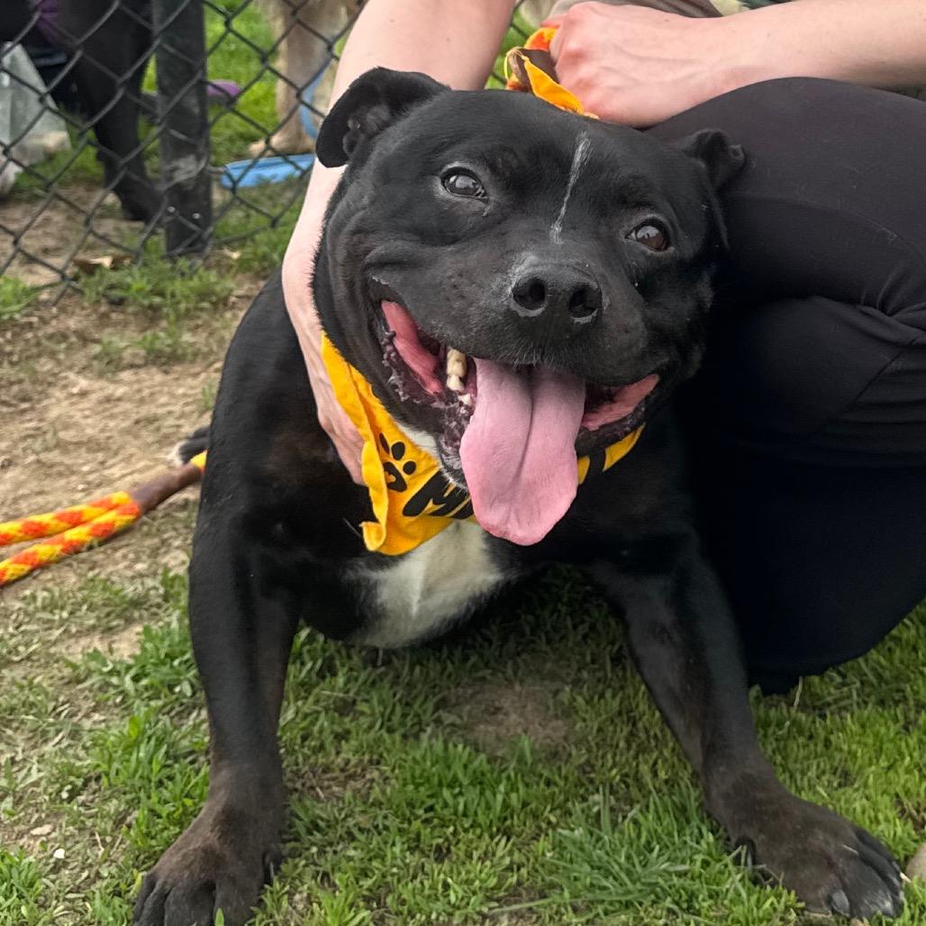 Enlarge Ollie, a Adoptable Pit Bull Terrier in Canton, IL image 6/6