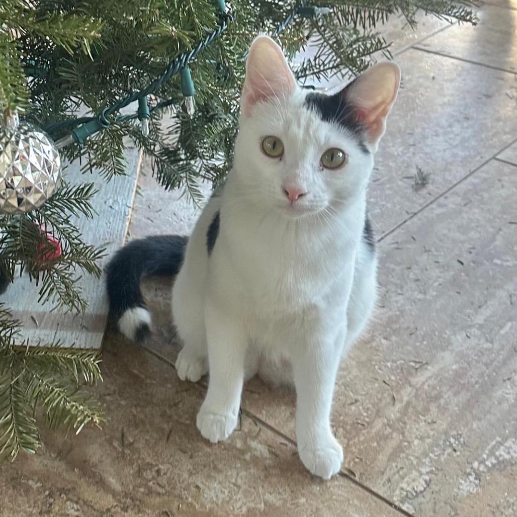 Enlarge Mason, a Adoptable Domestic Short Hair in Ashland, VA image 1/1