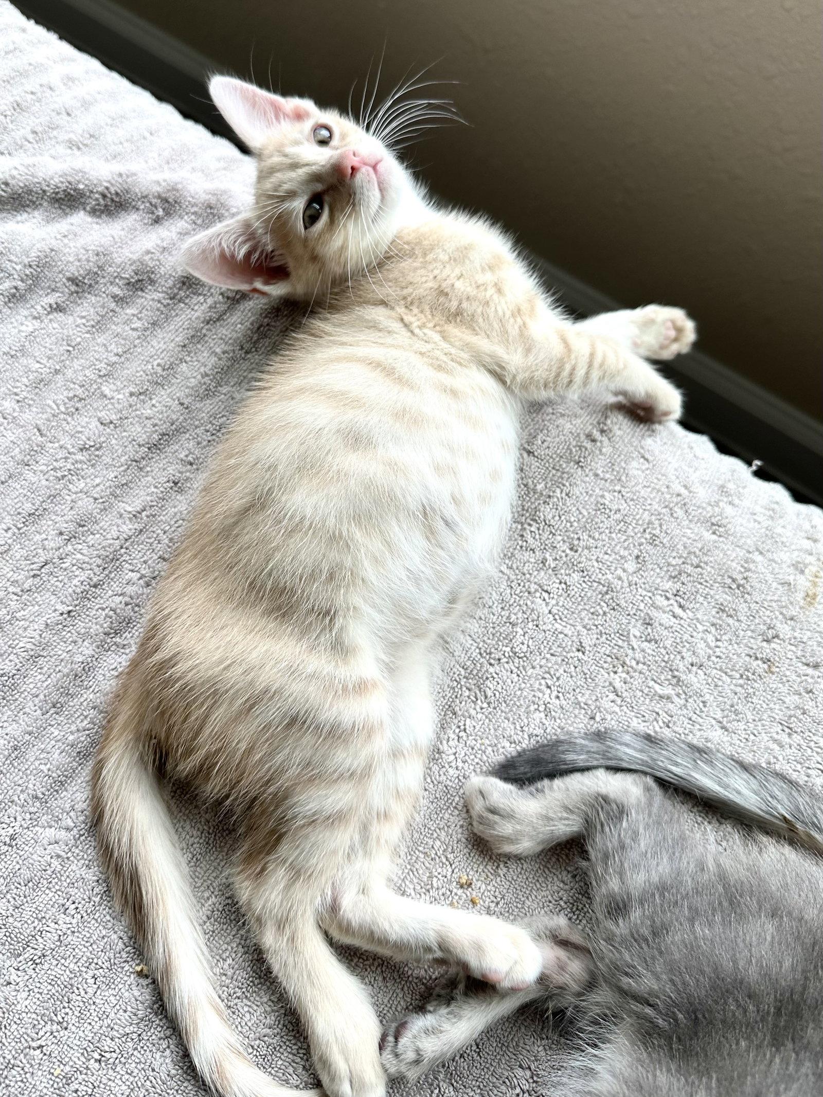 Bourbon, a Adopted Tabby in Plano, TX image 1/3
