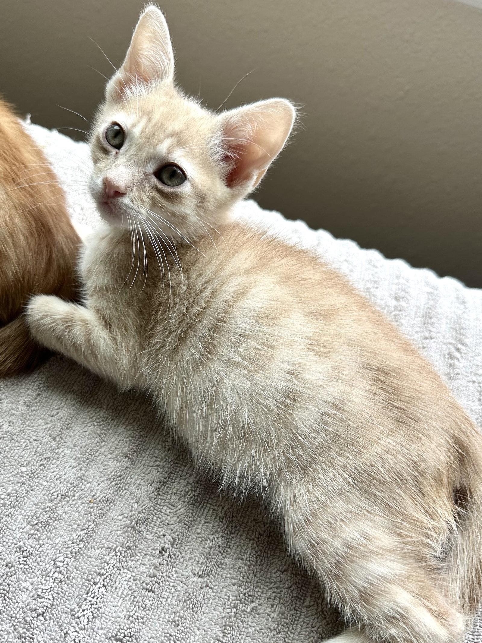 Bourbon, a Adopted Tabby in Plano, TX image 2/3