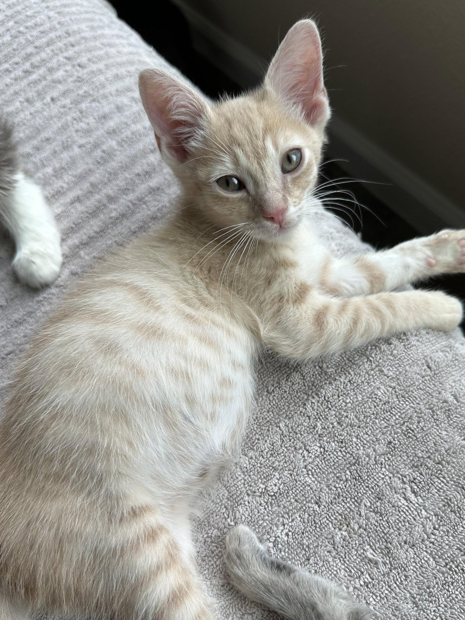Bourbon, a Adopted Tabby in Plano, TX image 3/3