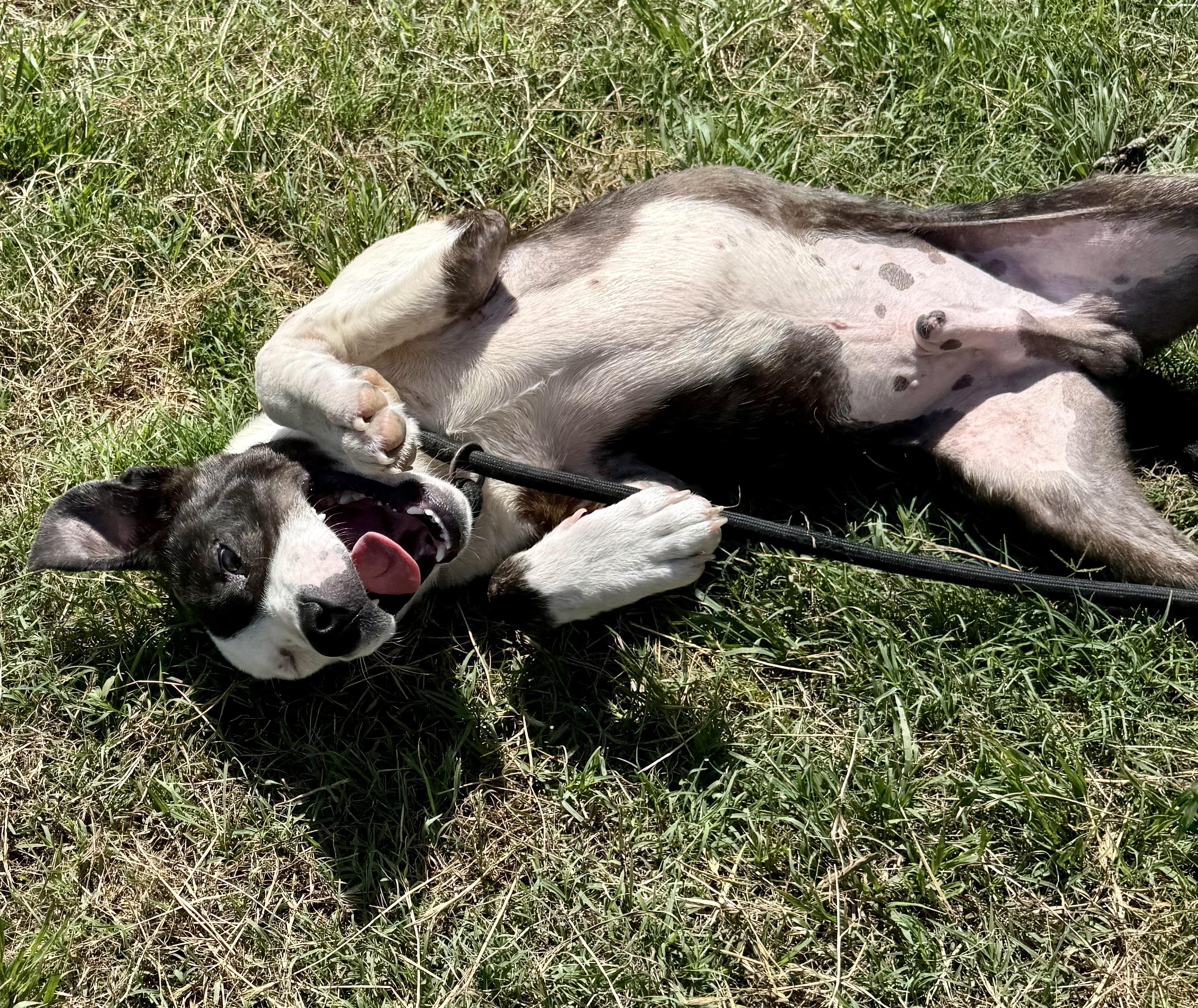 Phantom, a Adoptable Bull Terrier in Aquilla, TX image 2/4