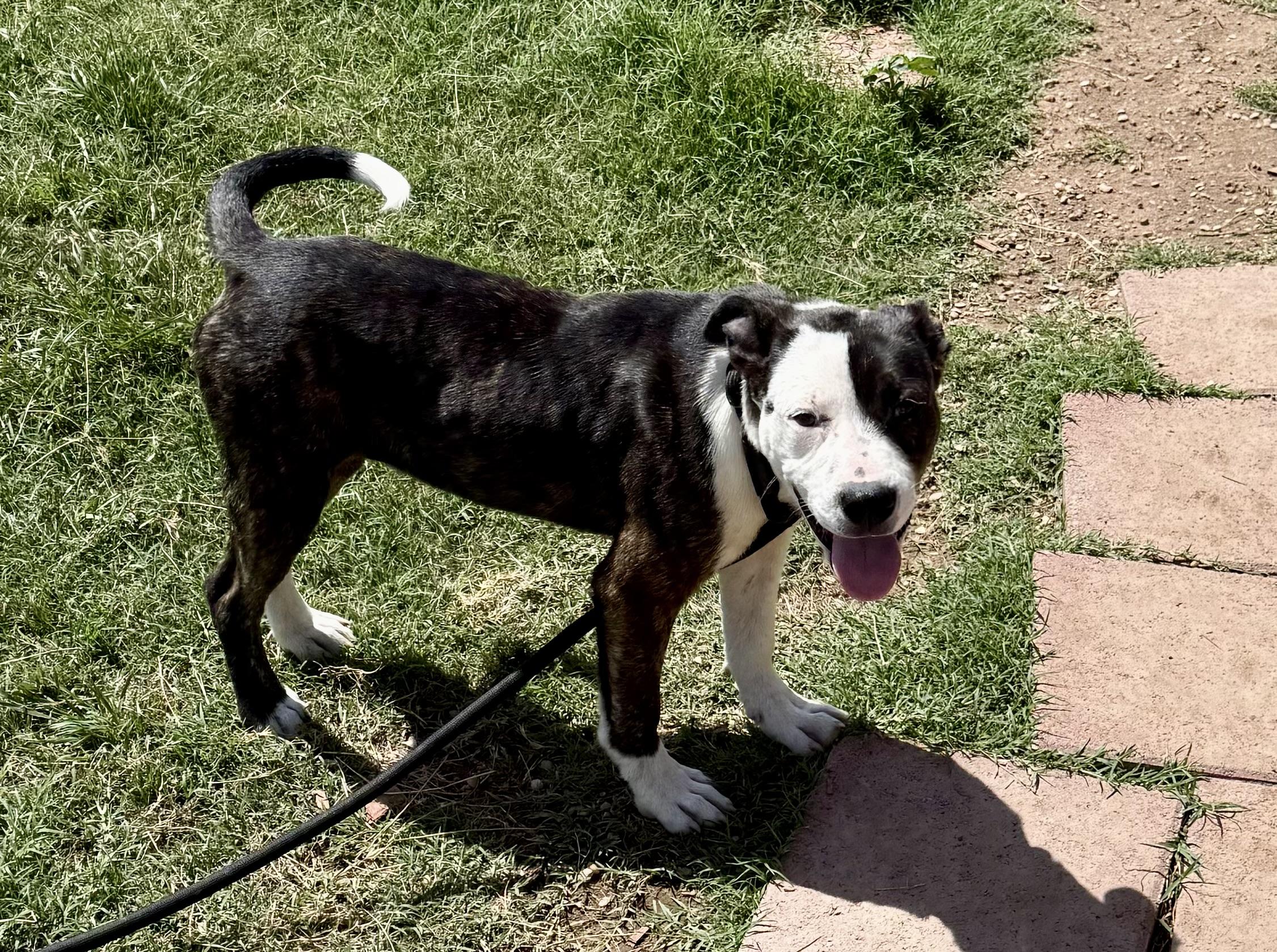 Phantom, a Adoptable Bull Terrier in Aquilla, TX image 3/4