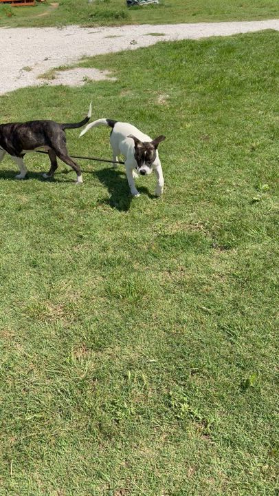 Enlarge Phantom, a Adoptable Bull Terrier in Aquilla, TX video 4/4