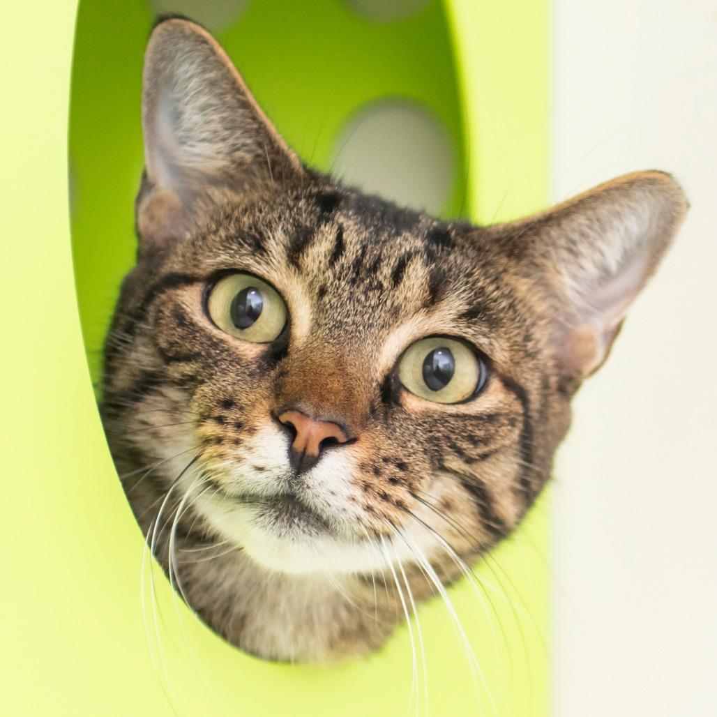 Brittnie, Adoptable, Adult Female Domestic Short Hair.