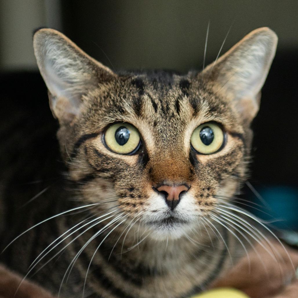 Enlarge Brittnie, a Adoptable Domestic Short Hair in Middletown, RI image 2/2