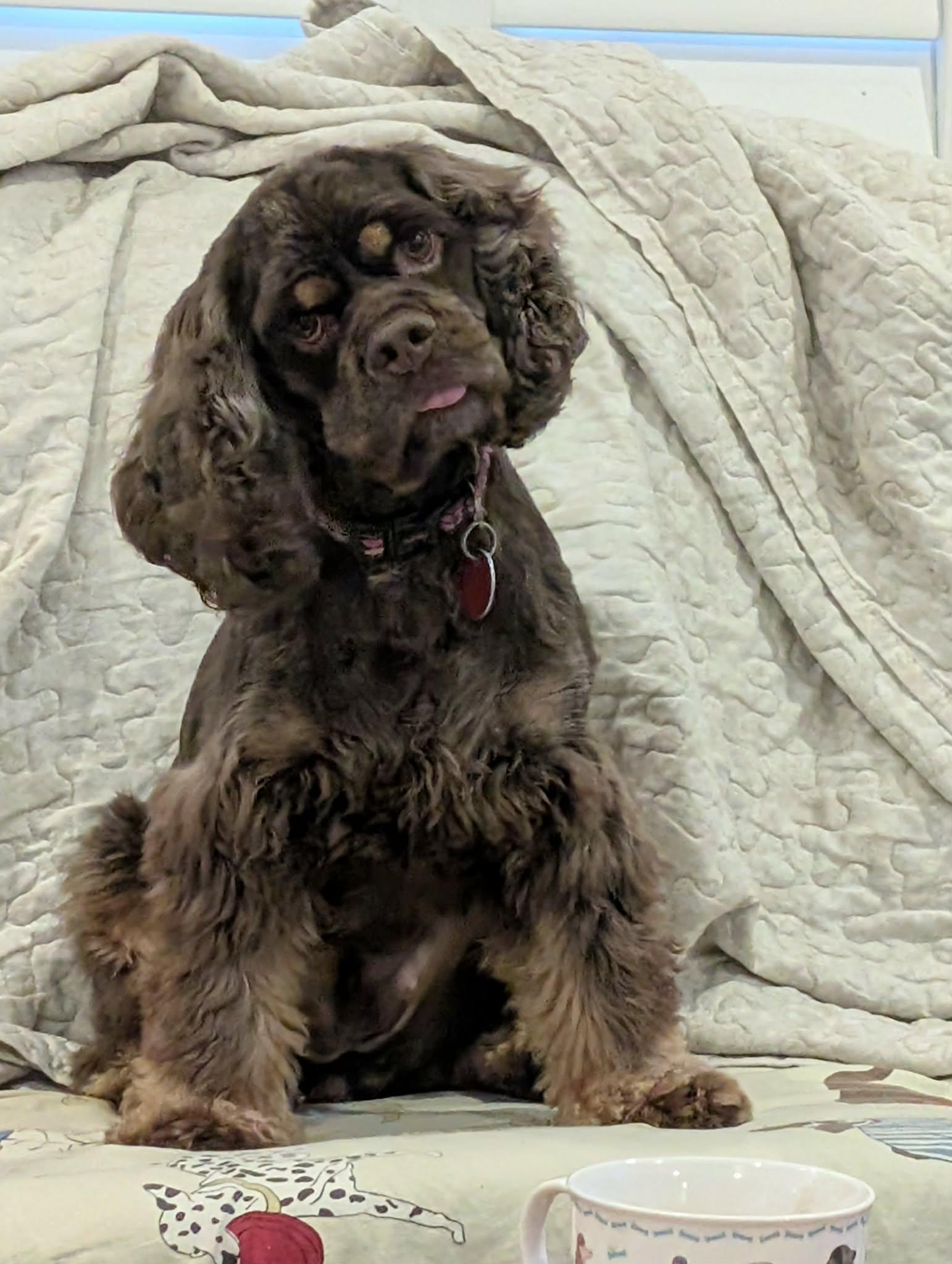 Millie, Adopted, Young Female Cocker Spaniel.