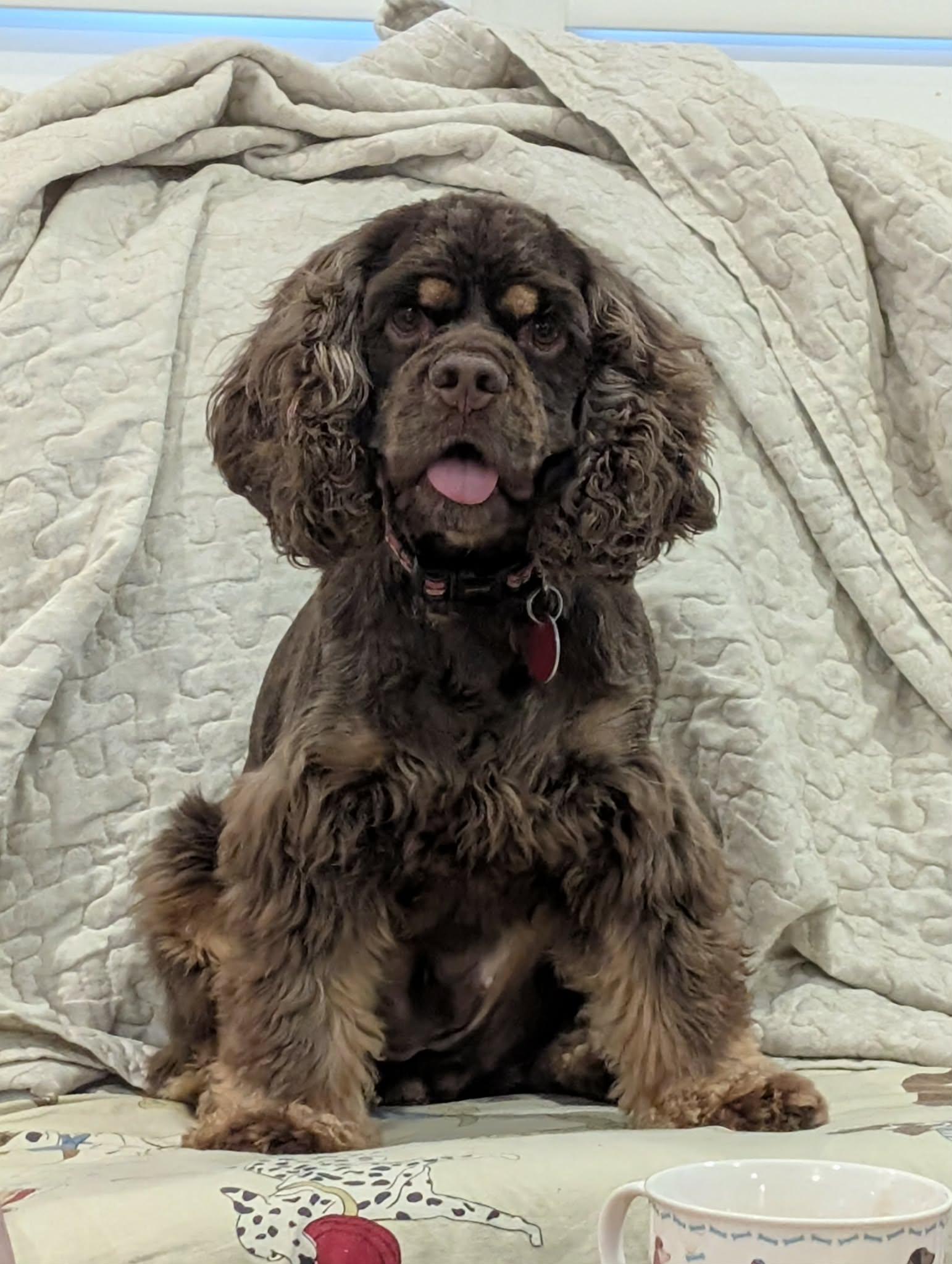 Enlarge Millie, a Adopted Cocker Spaniel in Etobicoke, ON image 2/3