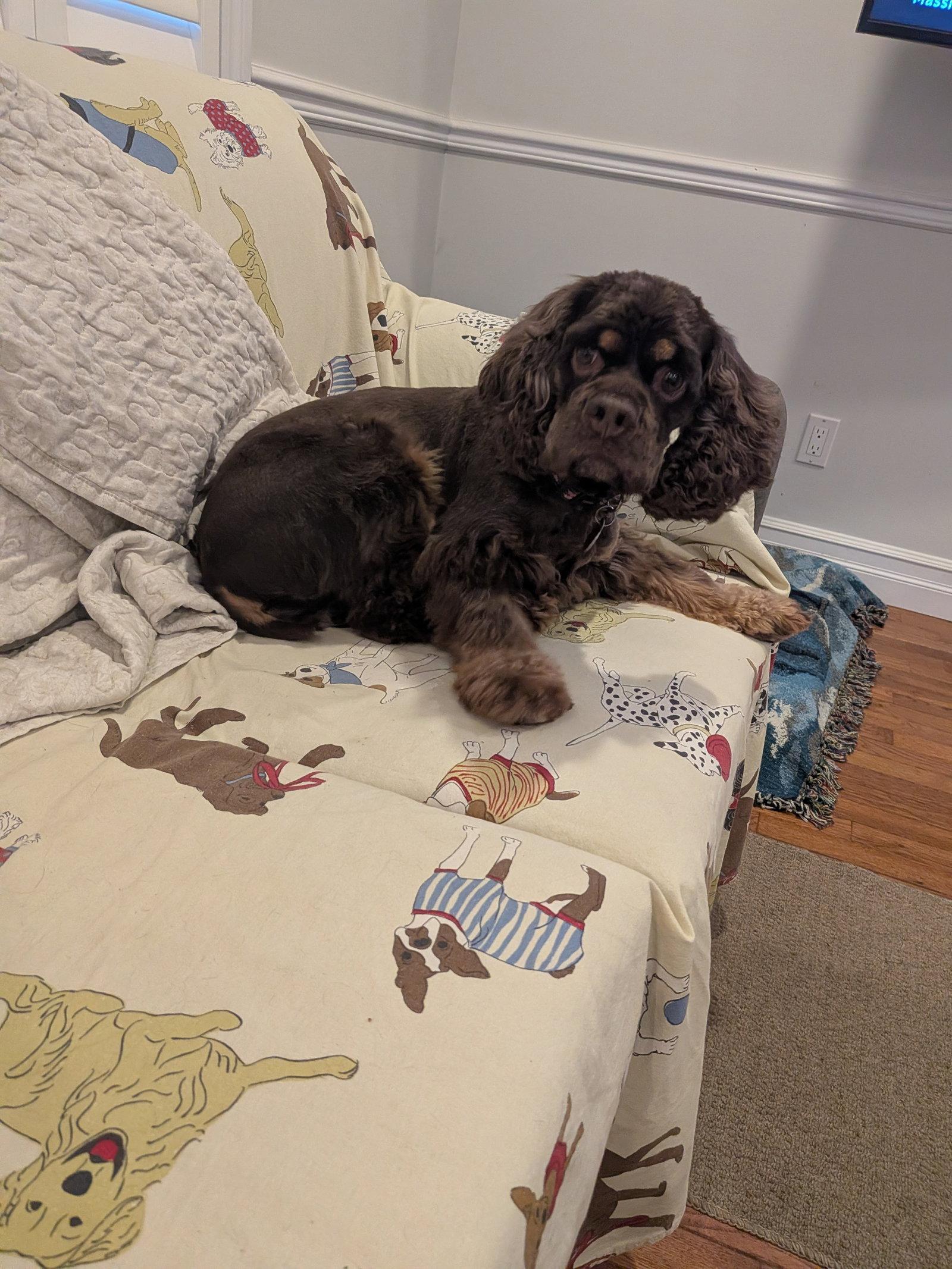 Enlarge Millie, a Adopted Cocker Spaniel in Etobicoke, ON image 3/3