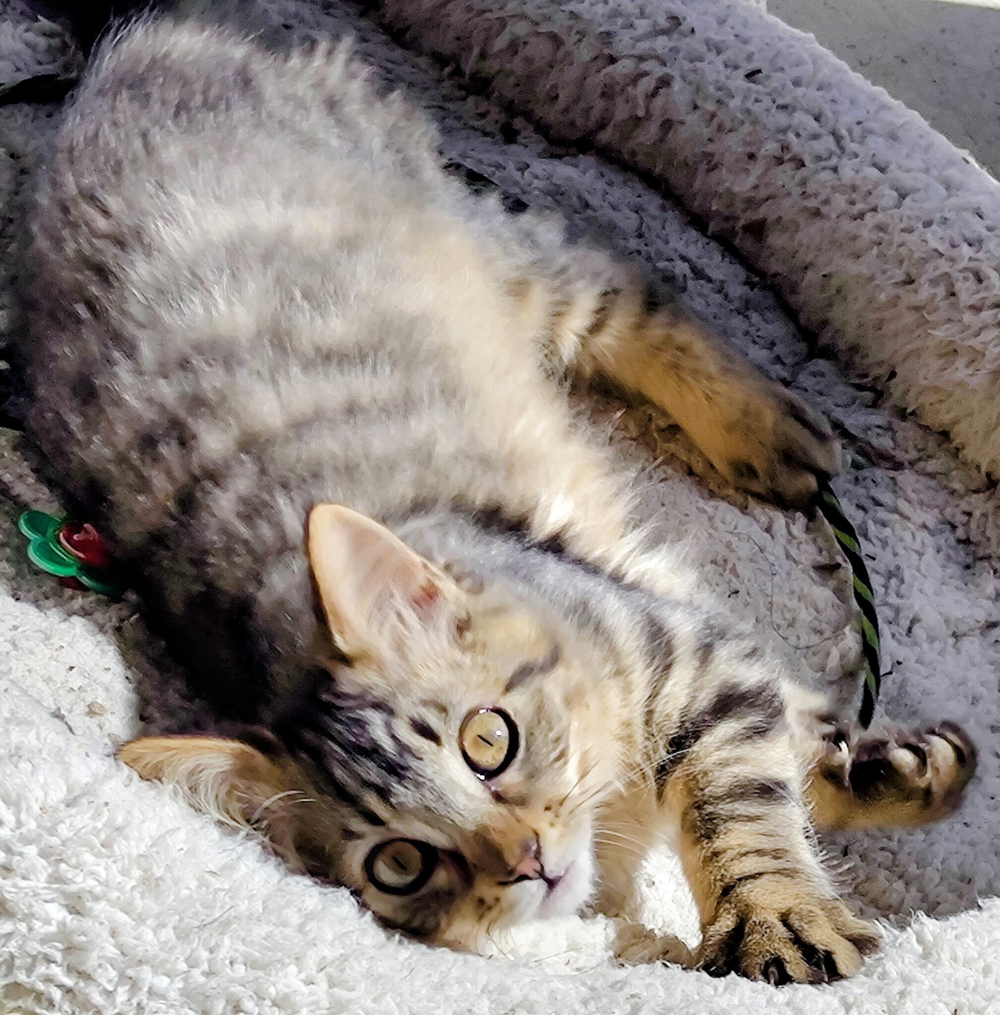 Enlarge Everlee, a Adopted mixed breed in Lake Oswego, OR image 2/3
