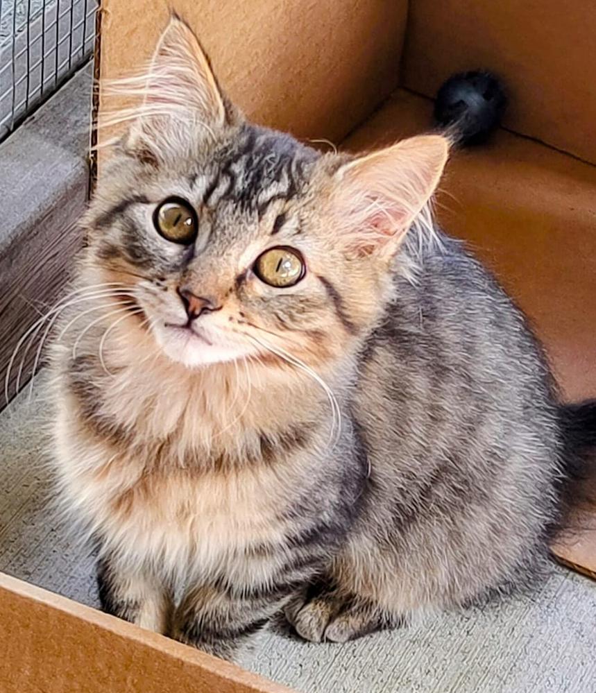 Everlee, Adopted, Kitten Female Maine Coon.