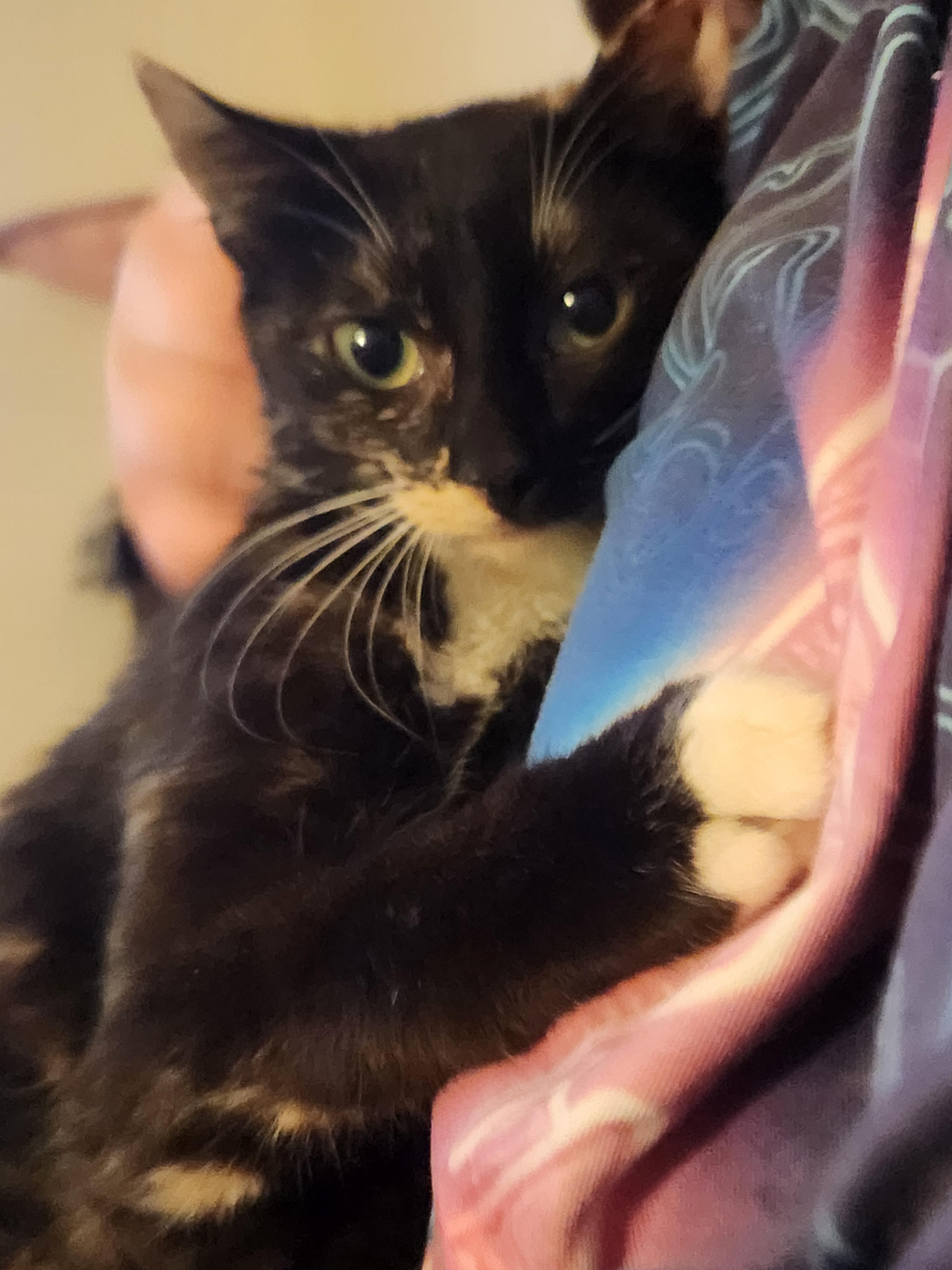Jade, adopted, Young Female Domestic Short Hair.