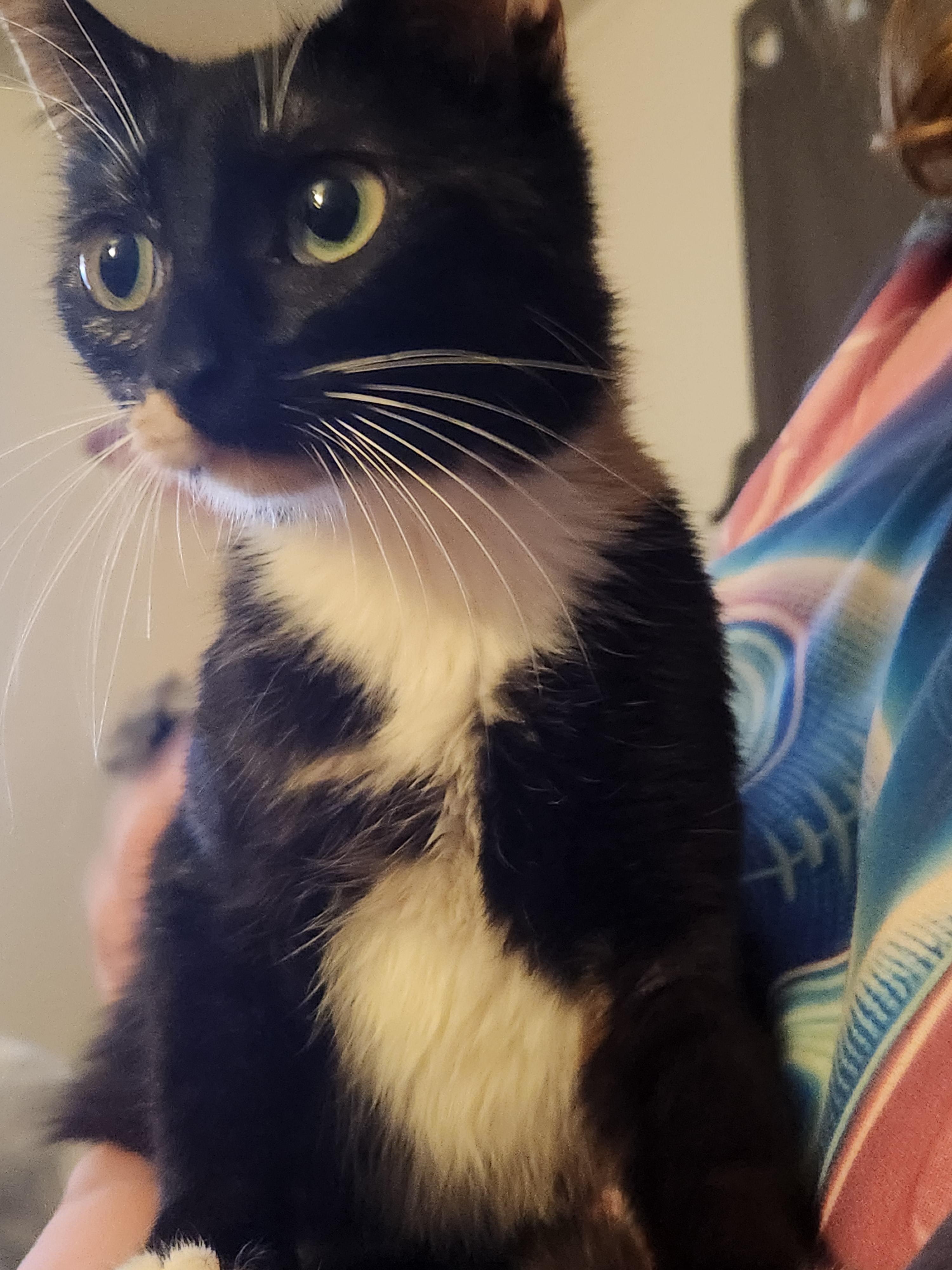 Jade, an adopted Domestic Short Hair in Mount Pleasant, TX image 5/5