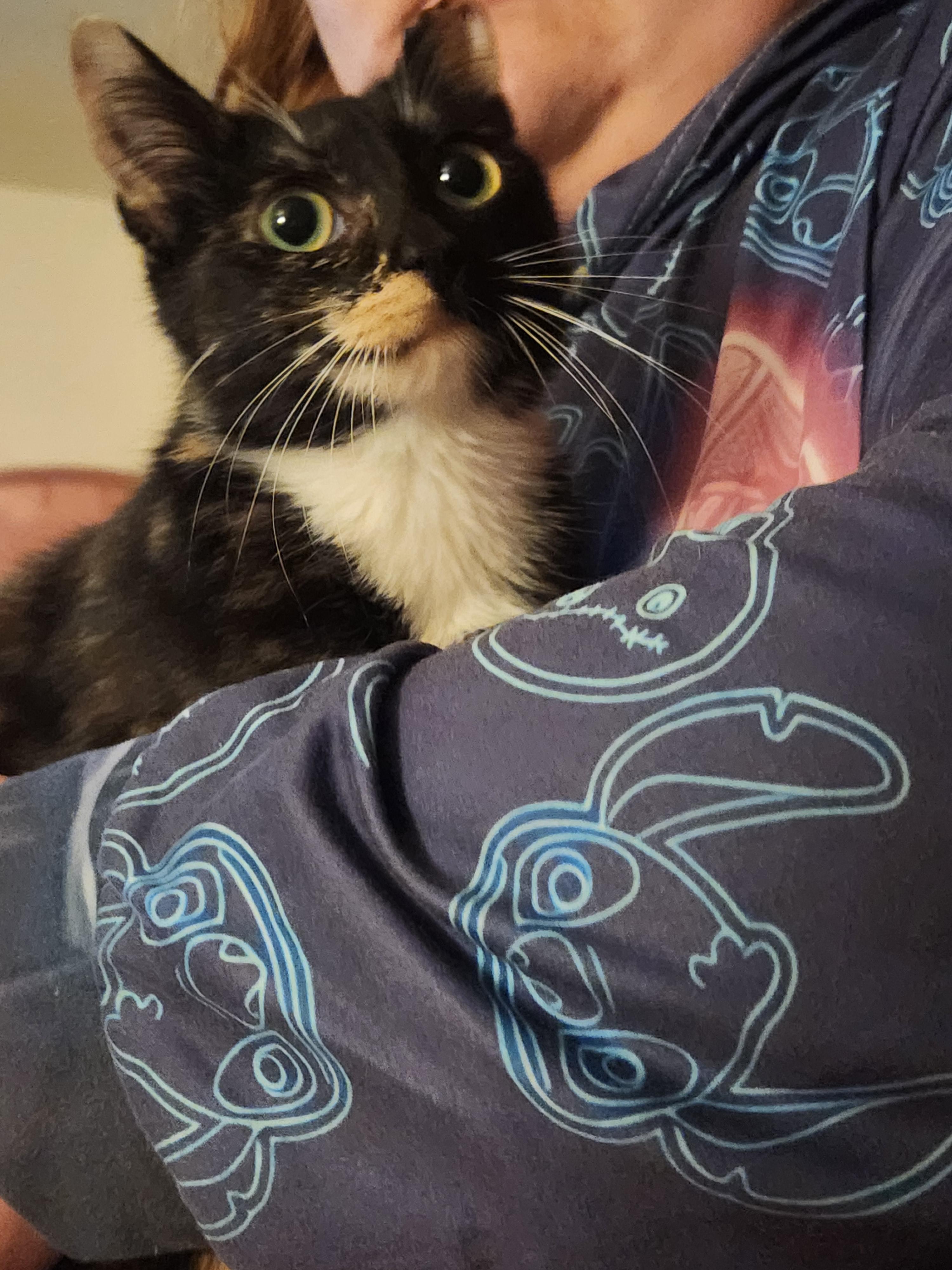Jade, an adopted Domestic Short Hair in Mount Pleasant, TX image 4/5