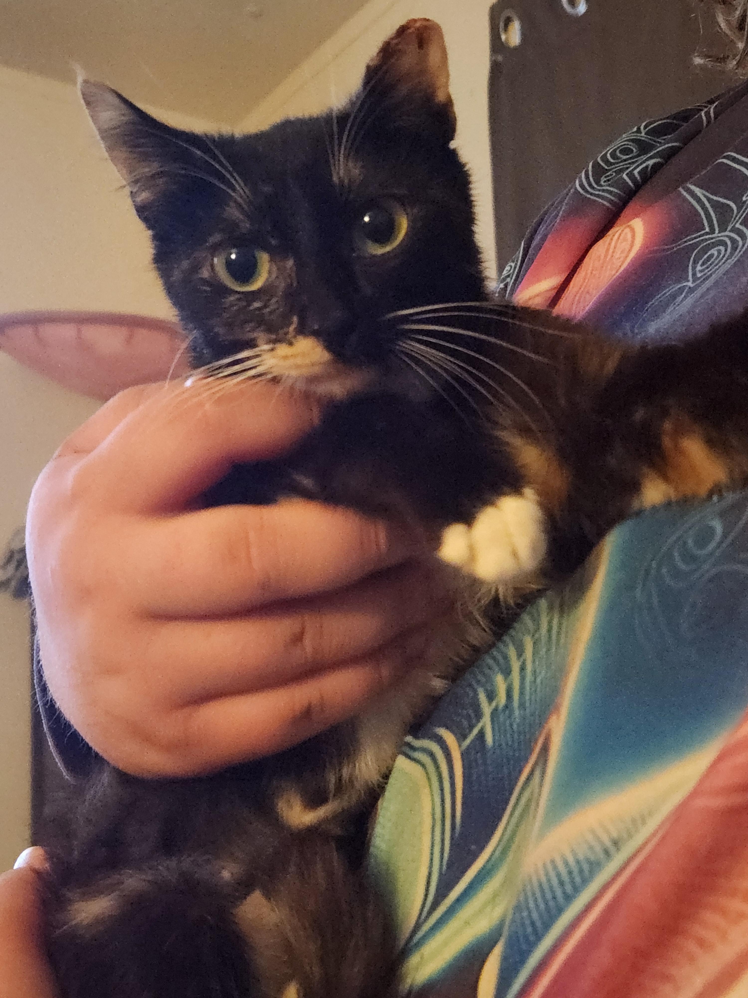 Jade, an adopted Domestic Short Hair in Mount Pleasant, TX image 2/5