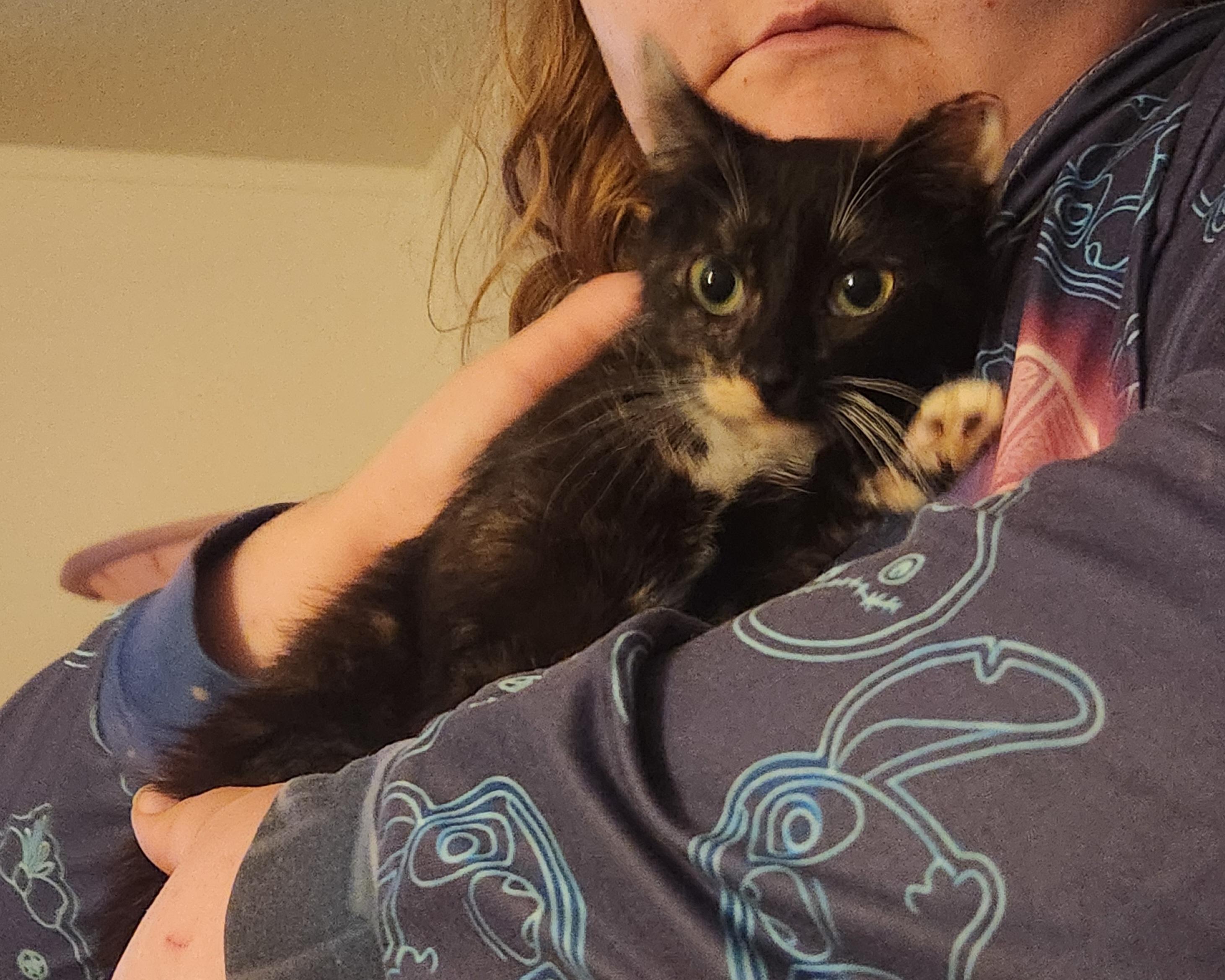 Jade, an adopted Domestic Short Hair in Mount Pleasant, TX image 3/5