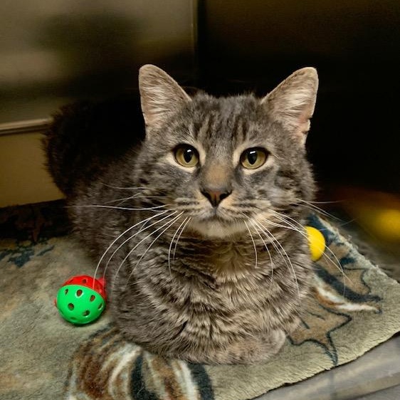 Harry, ADOPTABLE, Adult Male Domestic Short Hair.