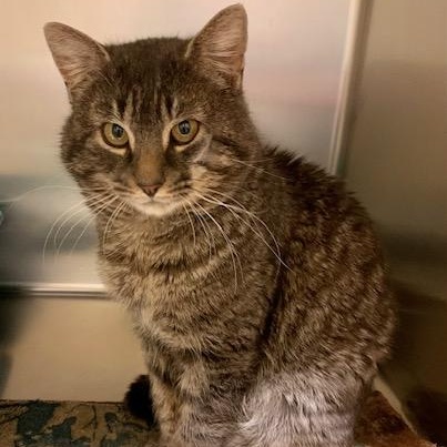 Enlarge Harry, a ADOPTABLE mixed breed in Thayne, WY image 2/6