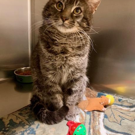 Enlarge Harry, a ADOPTABLE mixed breed in Thayne, WY image 4/6