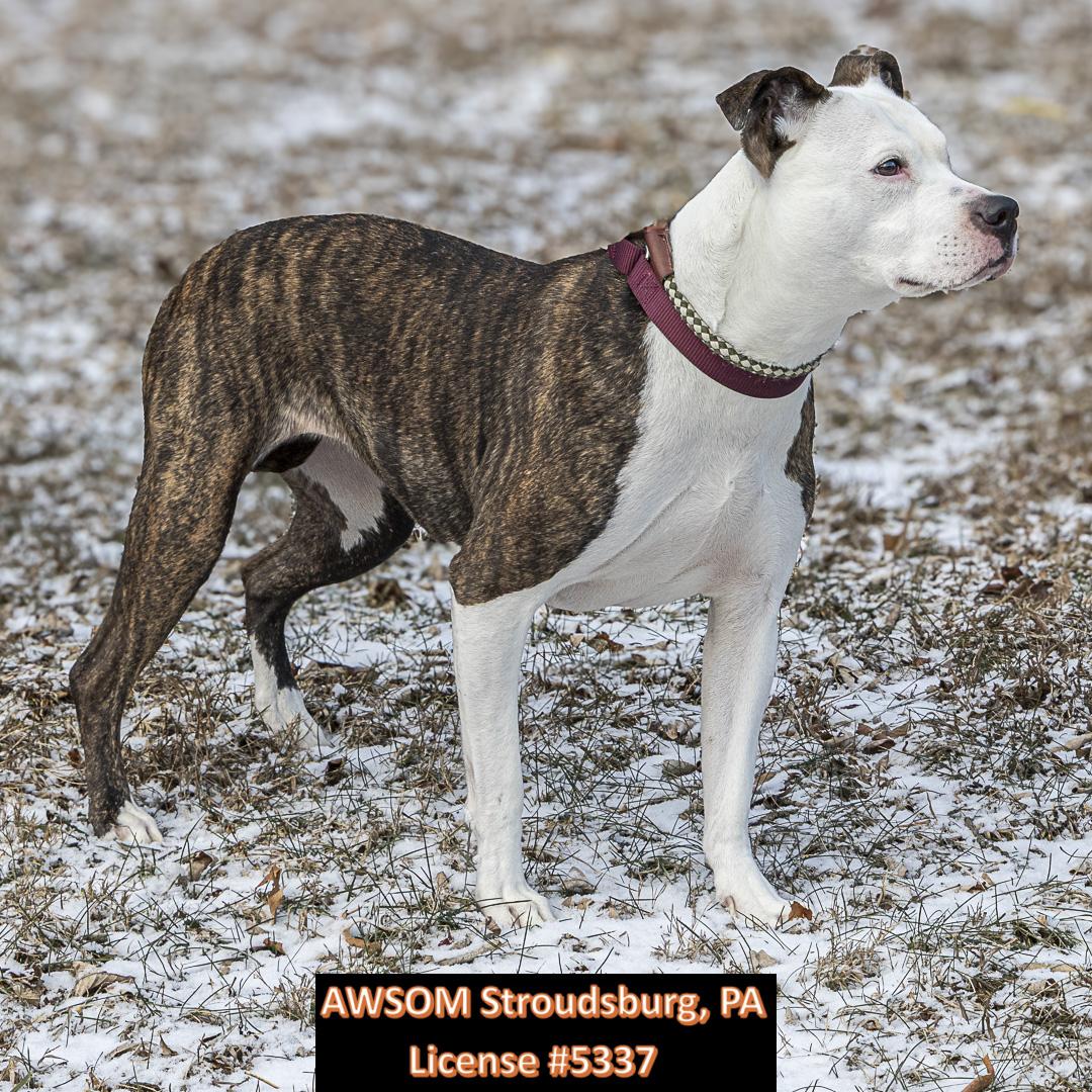 Enlarge Hannah, a ADOPTABLE mixed breed in Stroudsburg, PA image 3/3