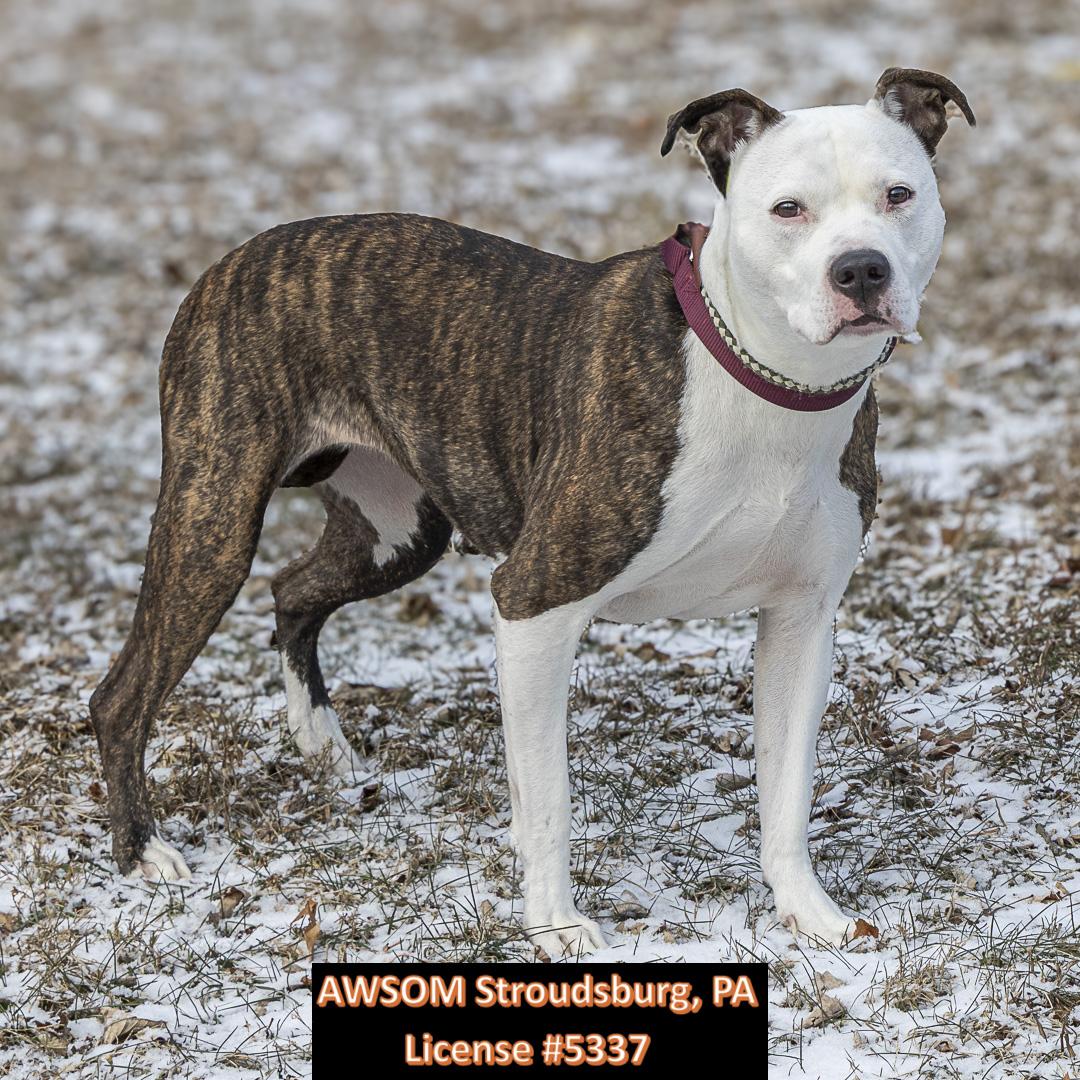 Enlarge Hannah, a ADOPTABLE mixed breed in Stroudsburg, PA image 1/3