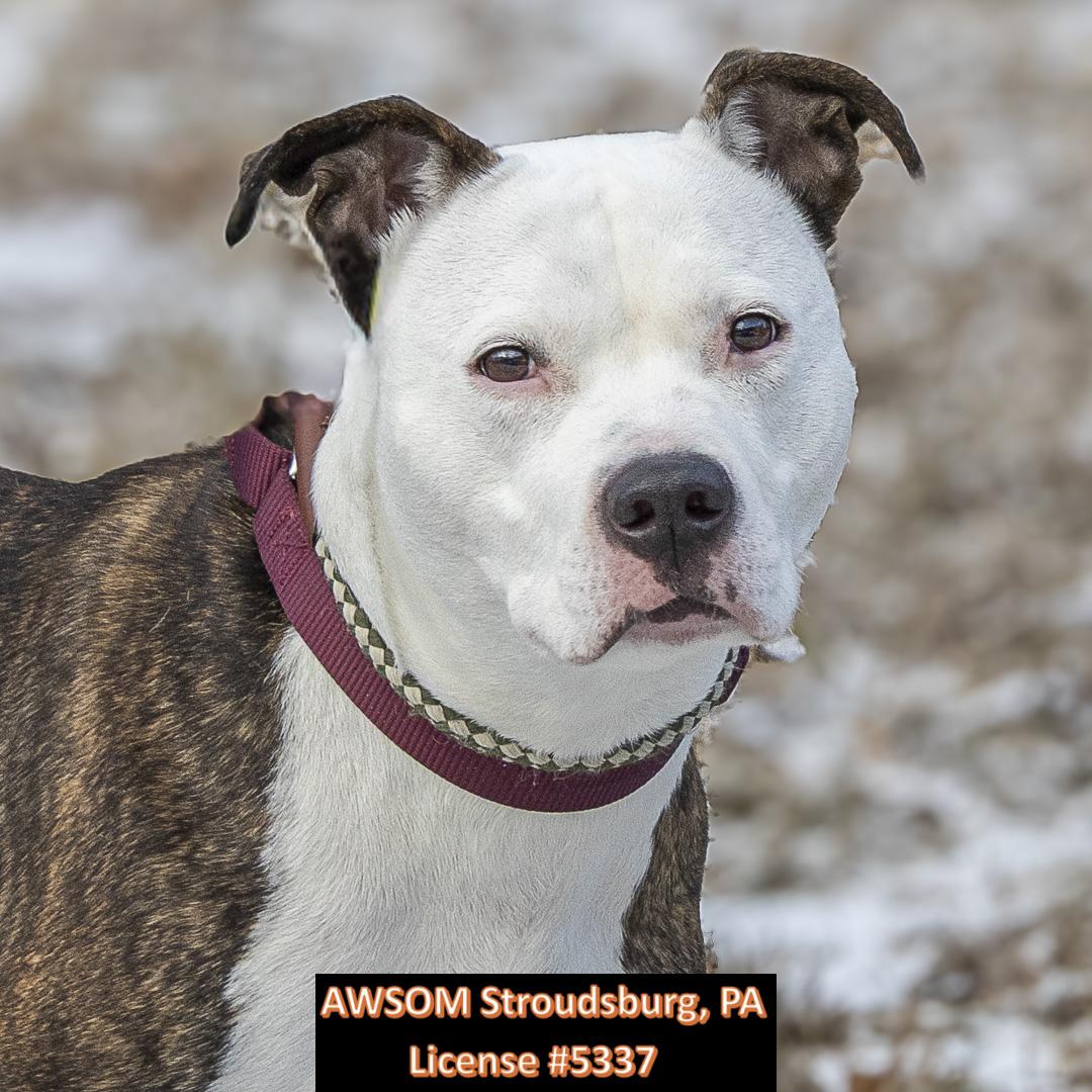 Enlarge Hannah, a ADOPTABLE mixed breed in Stroudsburg, PA image 2/3