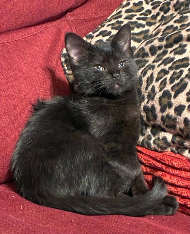 Ellie, Adopted, Young Female Domestic Medium Hair.