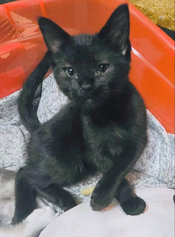 Enlarge Ellie, a Adopted Domestic Medium Hair in Knoxville, TN image 2/2