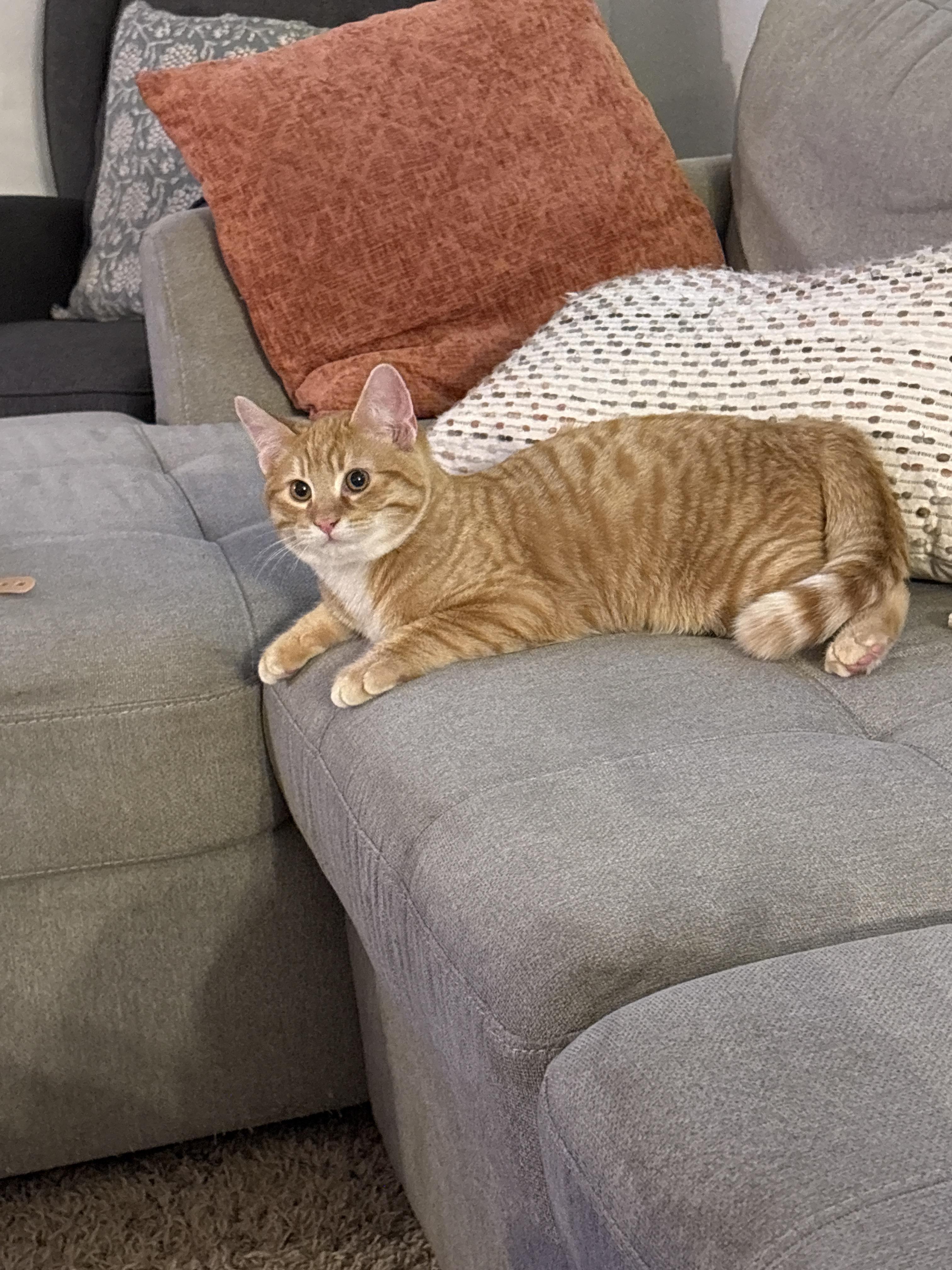 Karate, Adoptable, Young Male Domestic Medium Hair.