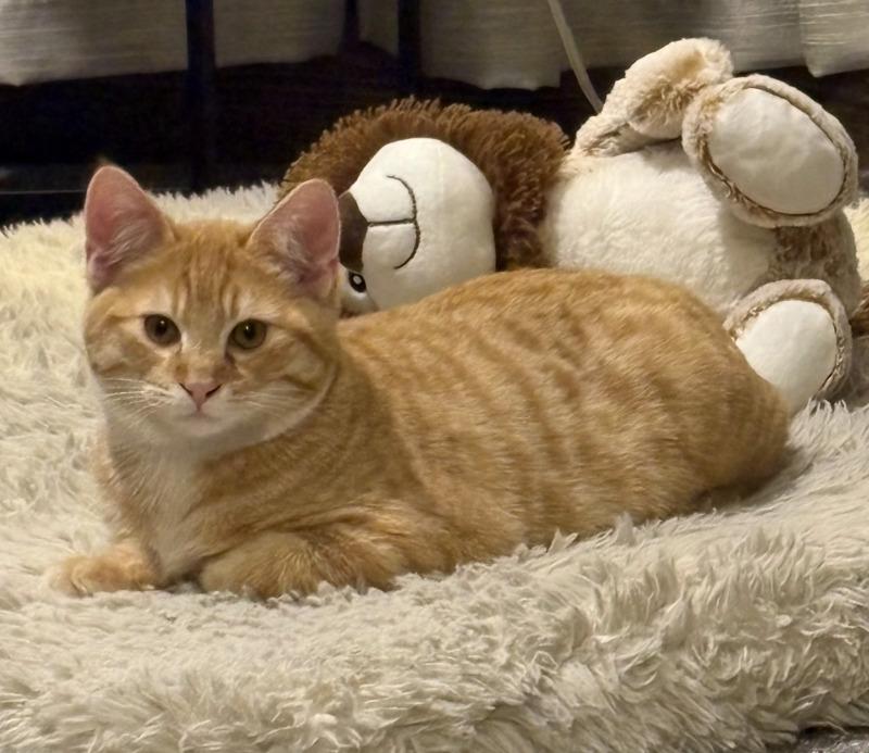 Enlarge Karate, a Adoptable Domestic Medium Hair in Kennewick, WA image 2/5